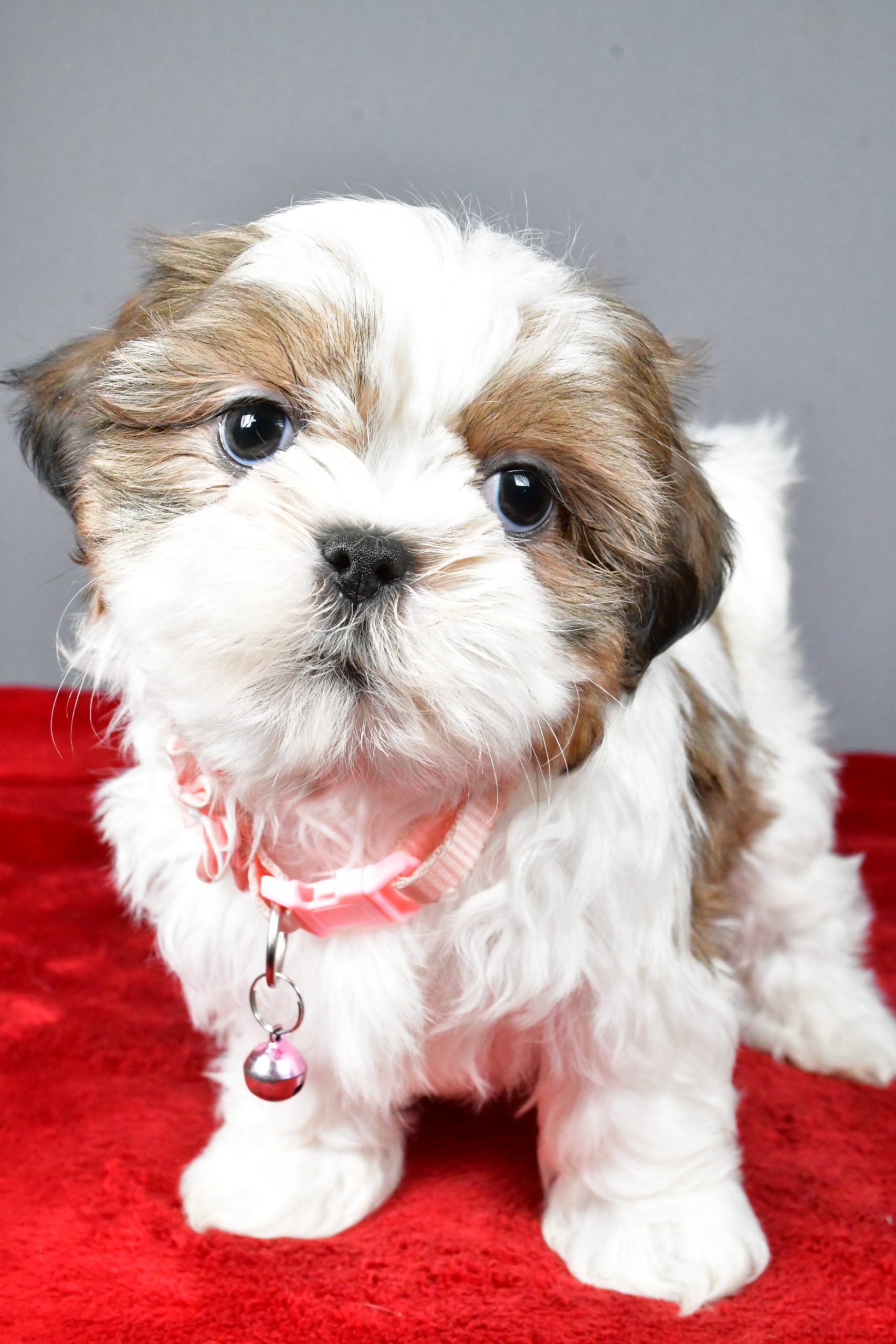 Miss Candace The Shihtzu - Image 10