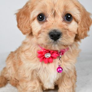 Miss  Gracelyn The Cavachon