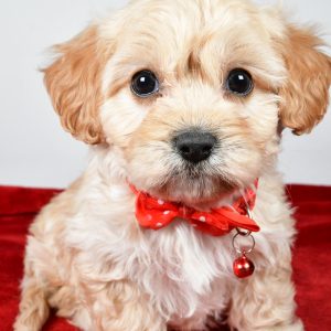 Mr  Gale The Cavachon