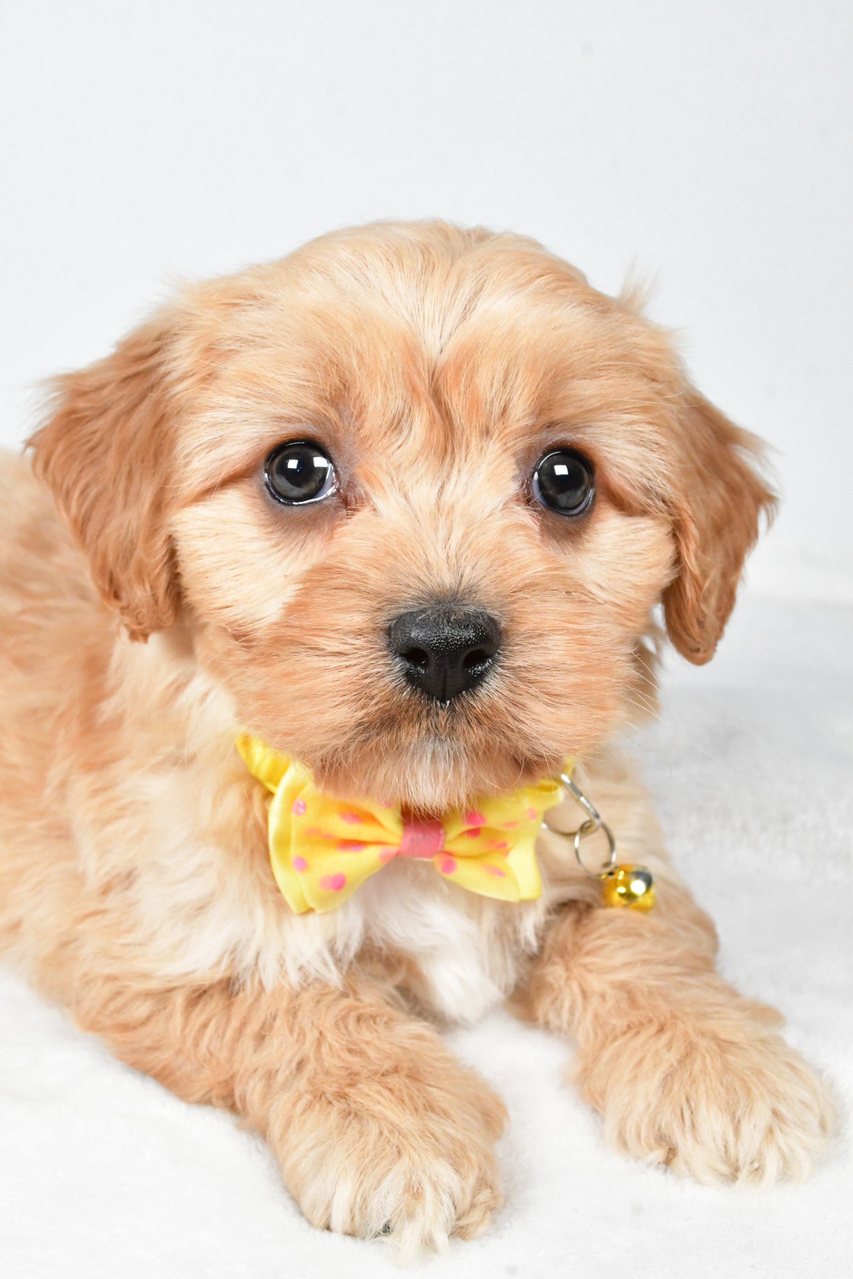 Mr Gary The Cavachon - Image 5