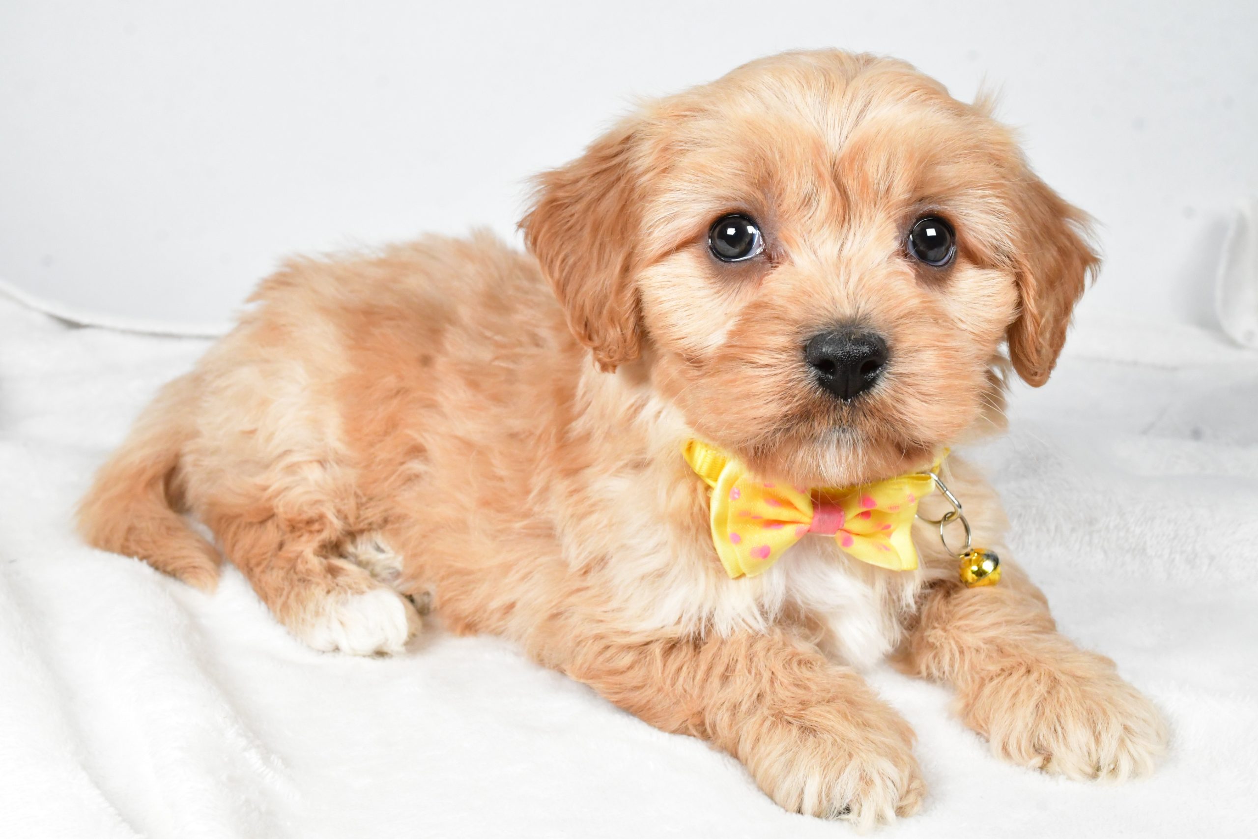 Mr Gary The Cavachon - Image 6