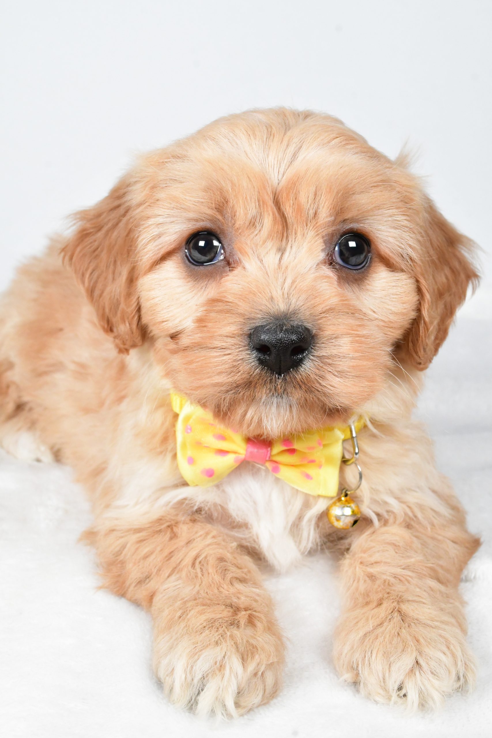 Mr Gary The Cavachon - Image 4