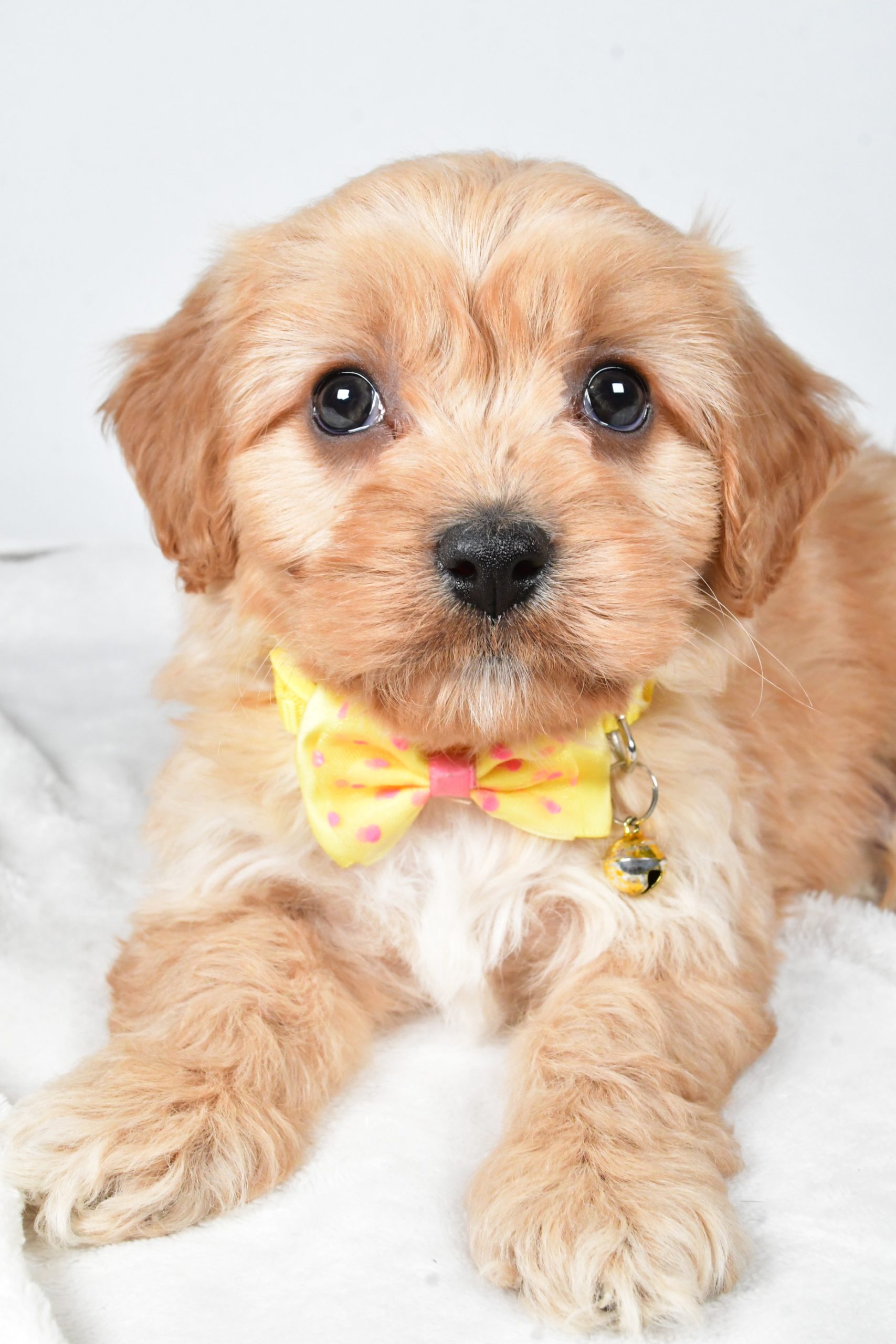 Mr Gary The Cavachon - Image 3