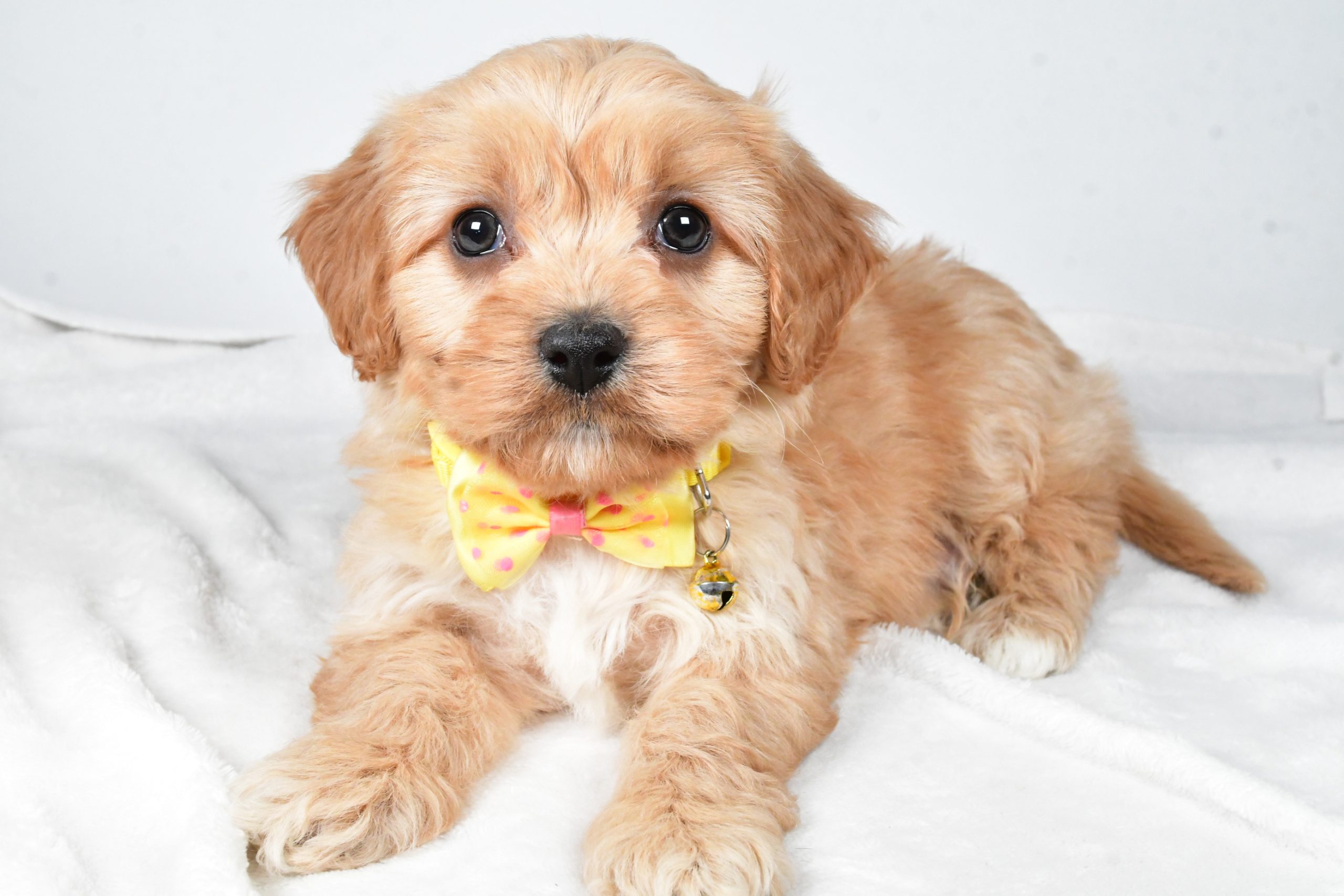 Mr Gary The Cavachon - Image 7