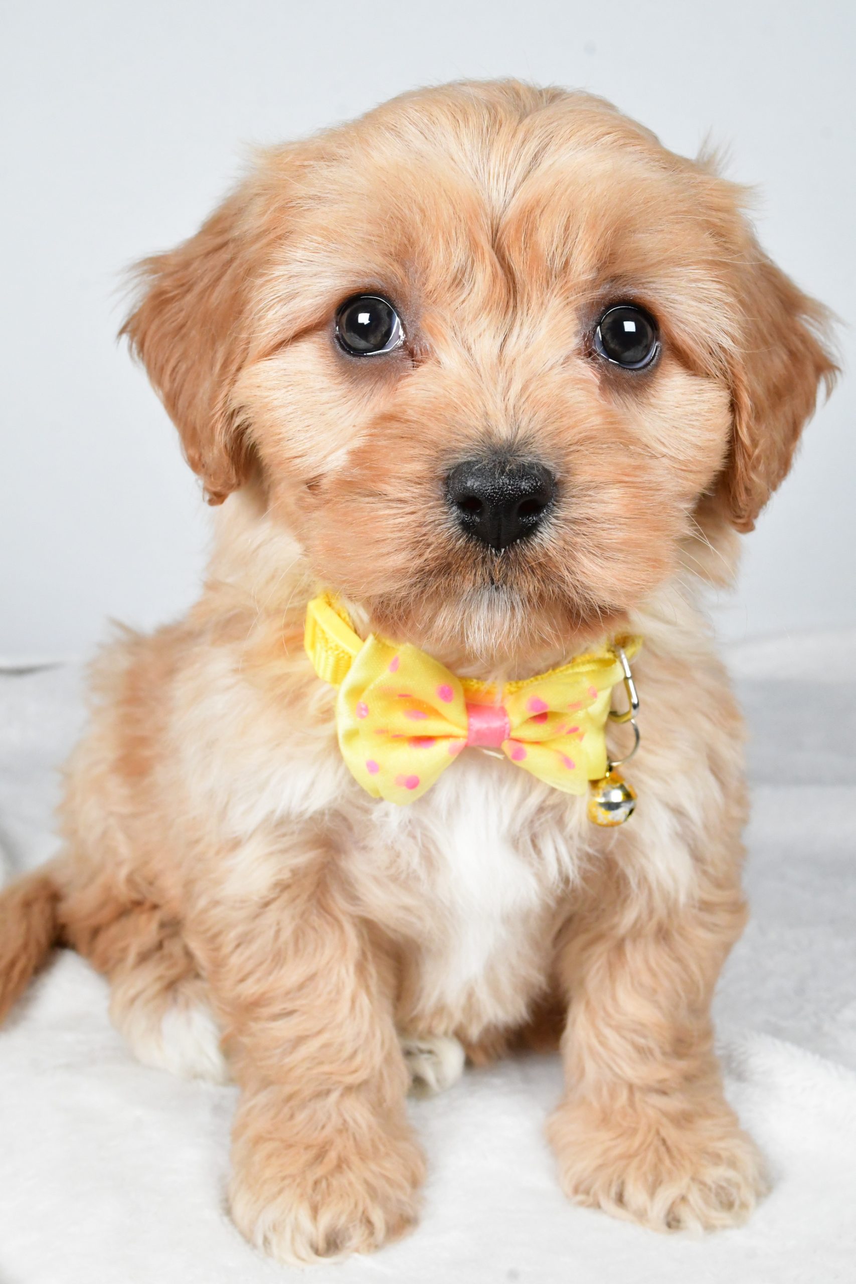 Mr Gary The Cavachon - Image 2