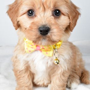 Mr  Gary The Cavachon