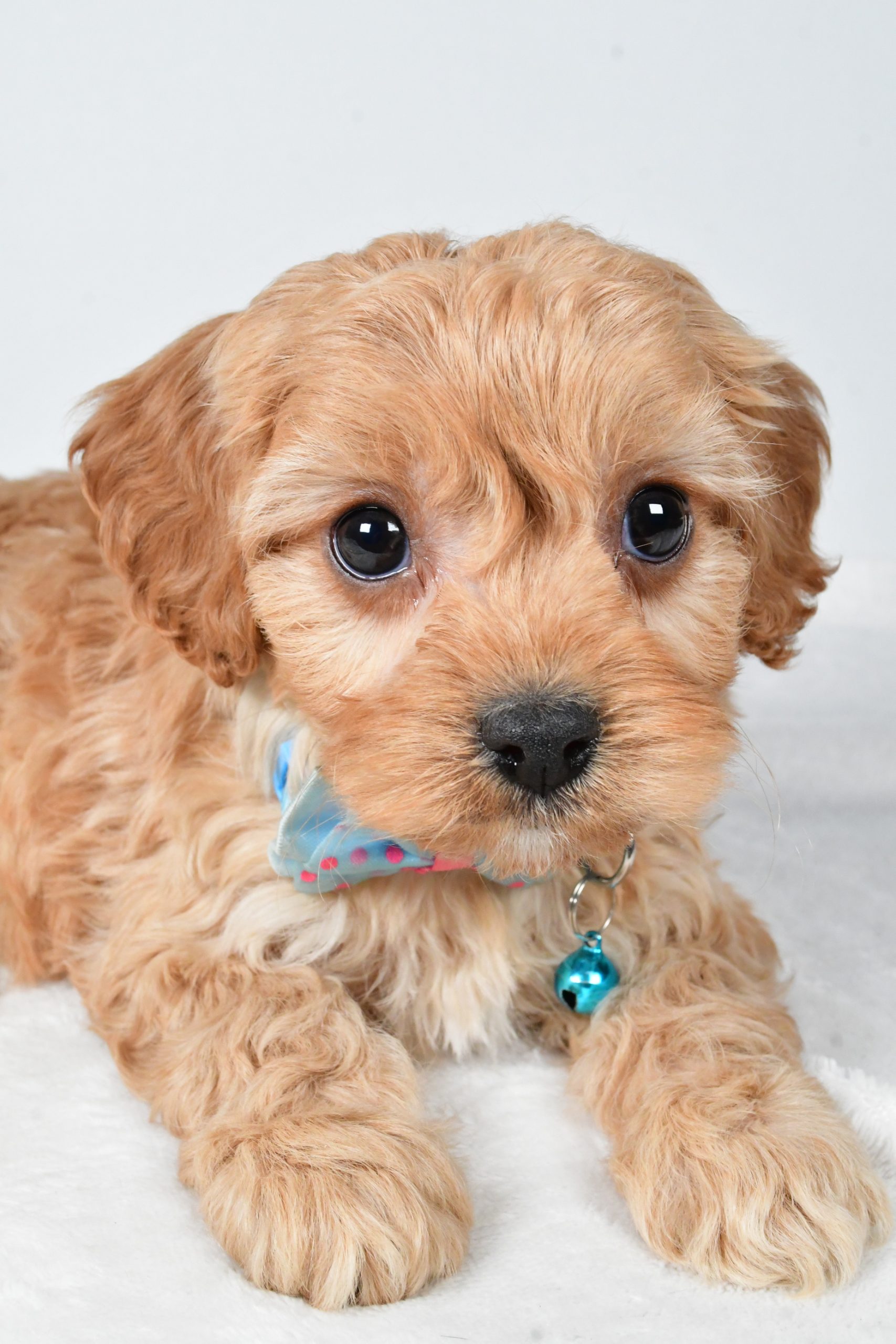 Mr Georgie The Cavachon - Image 5