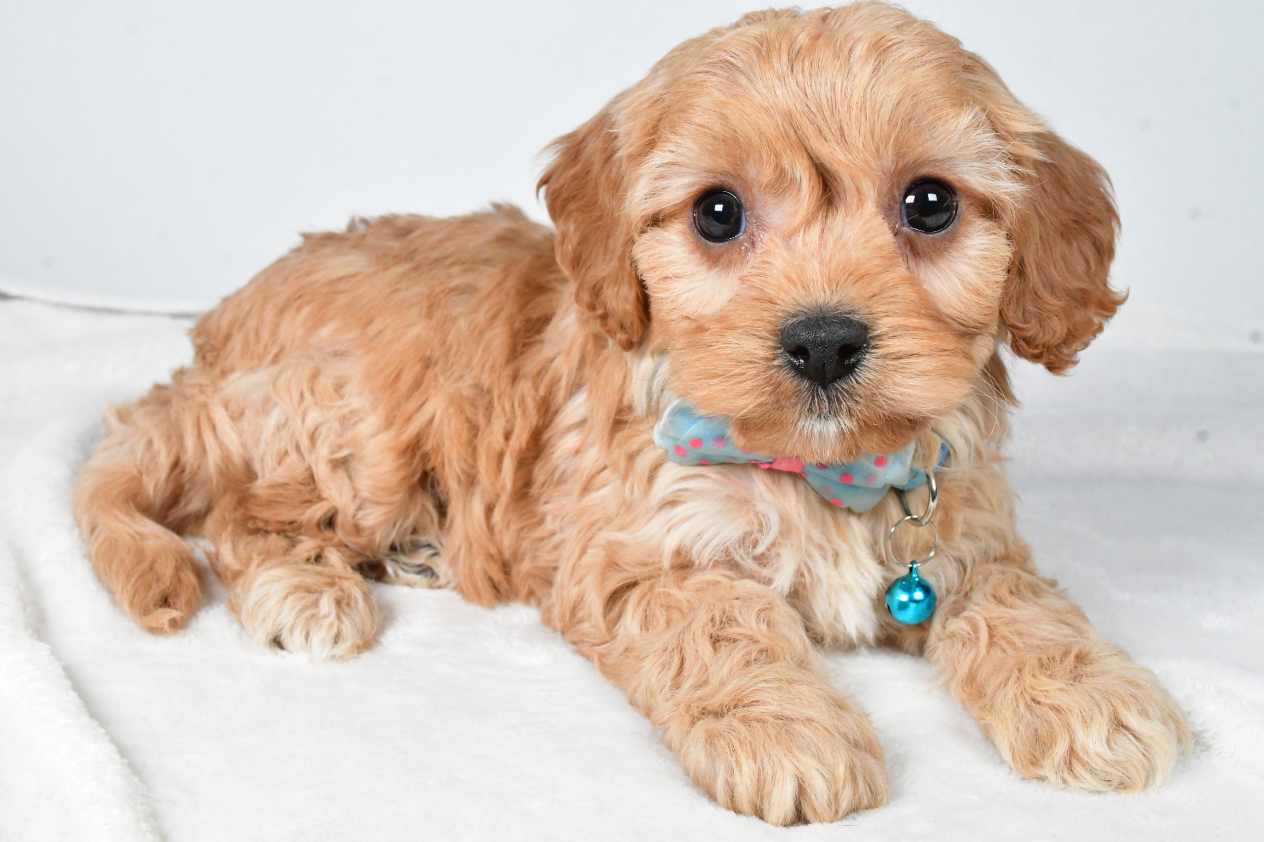 Mr Georgie The Cavachon - Image 7