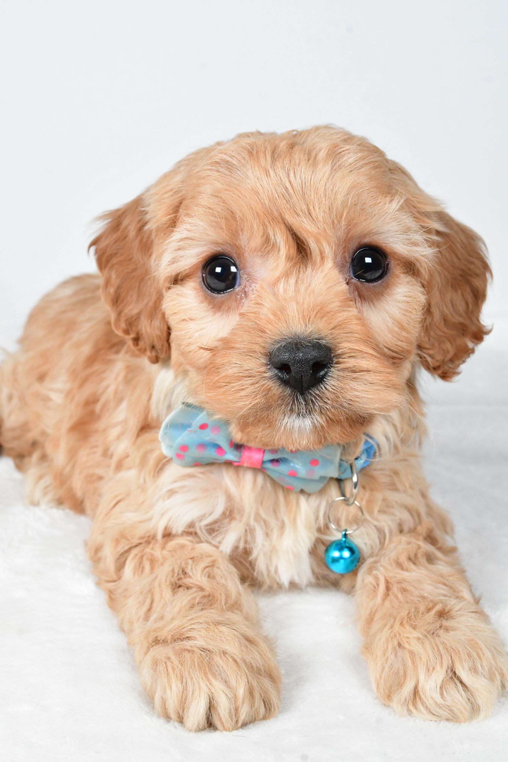 Mr Georgie The Cavachon - Image 4