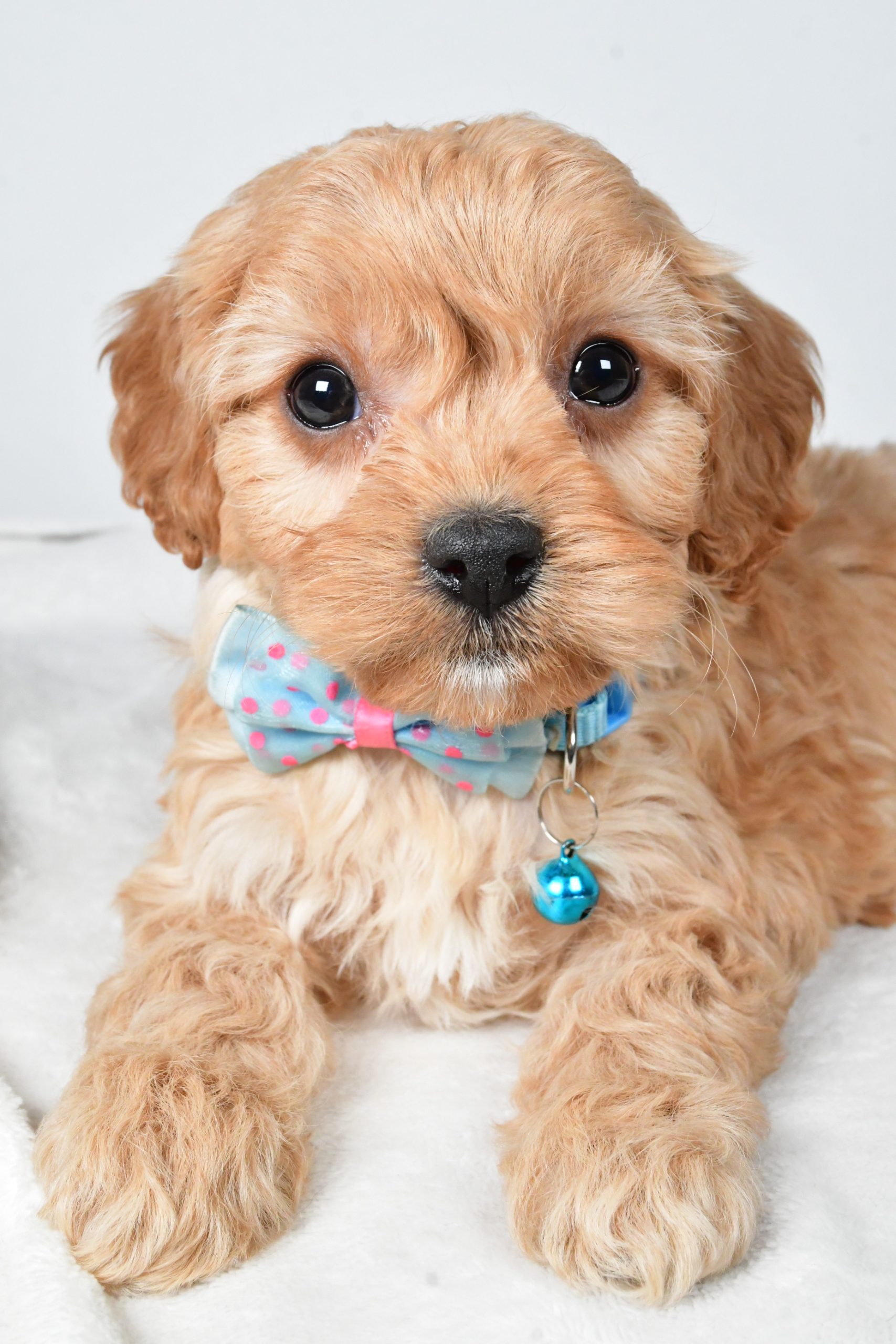 Mr Georgie The Cavachon - Image 3