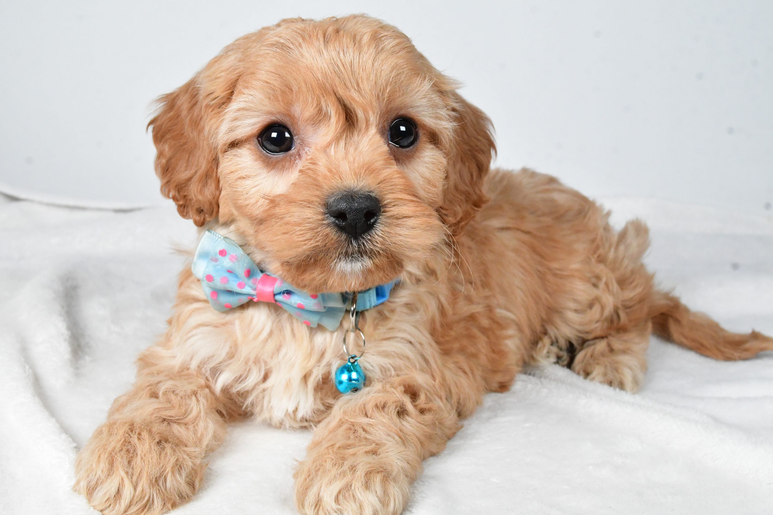 Mr Georgie The Cavachon - Image 6