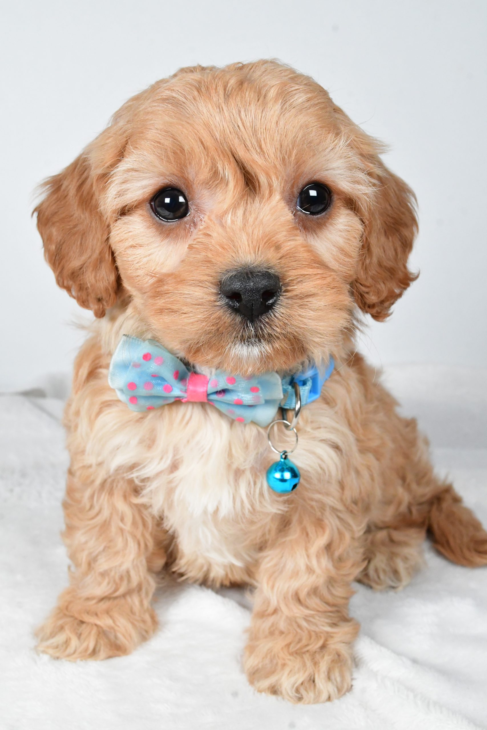 Mr Georgie The Cavachon - Image 2