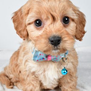 Mr  Georgie The Cavachon