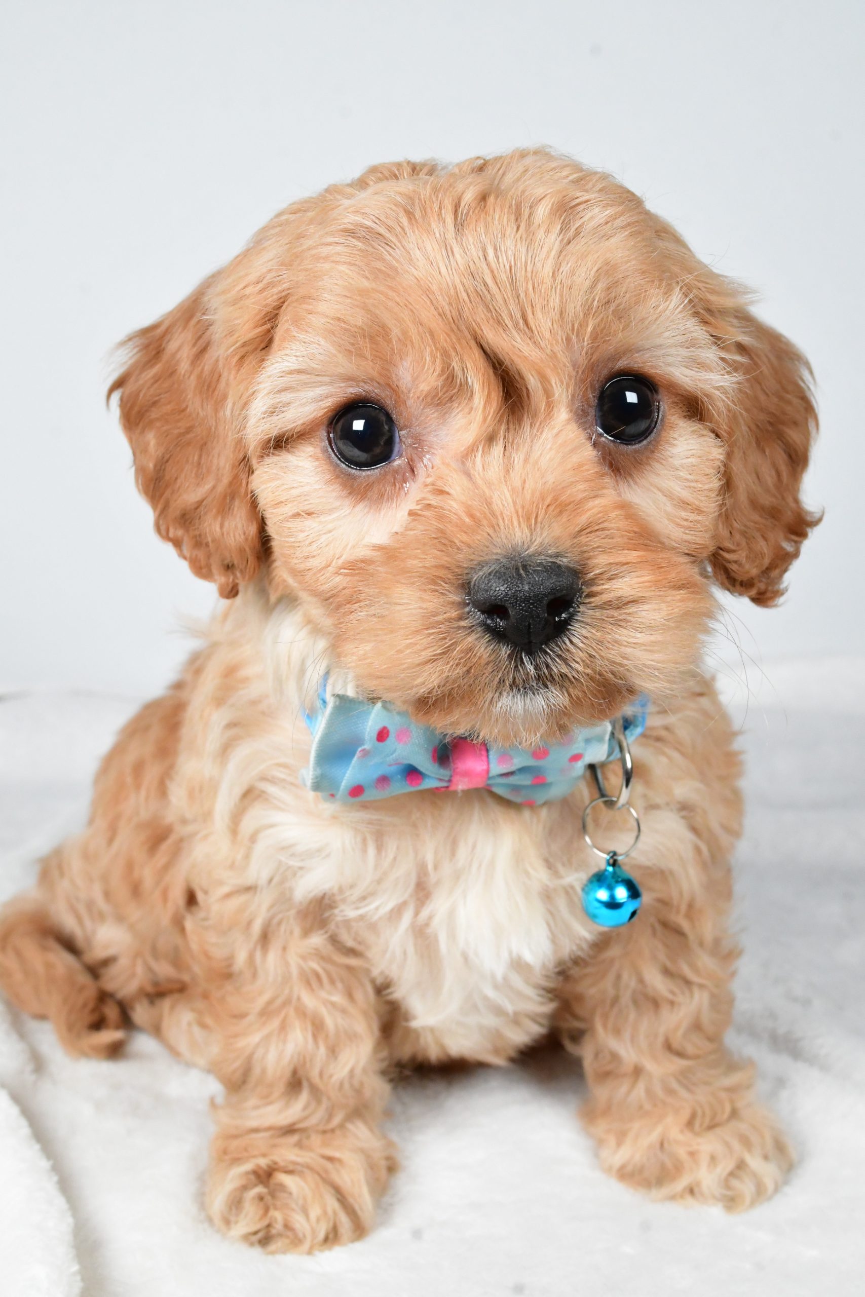 Mr Georgie The Cavachon