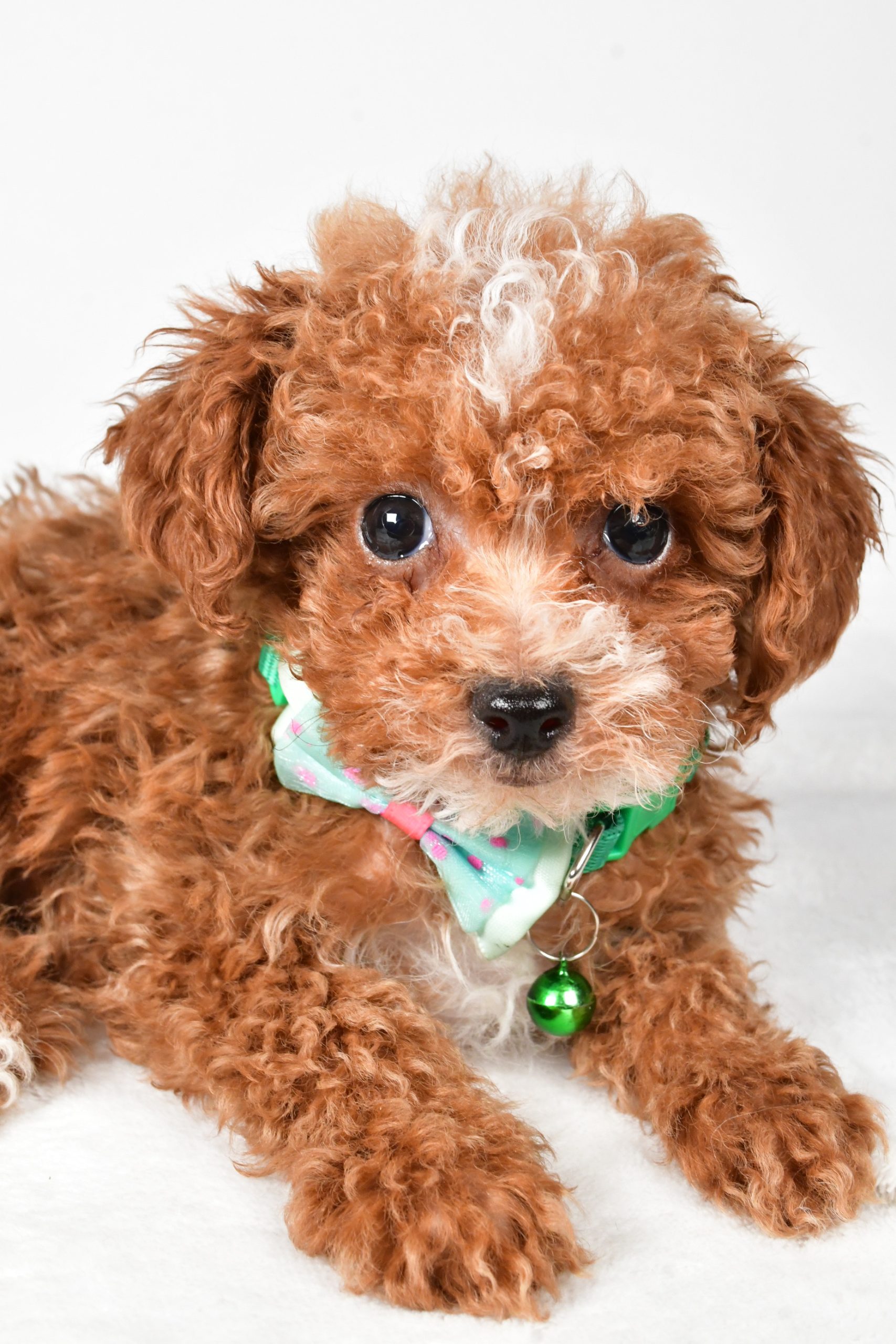 Mr. Eclare The Toy Poodle - Image 5