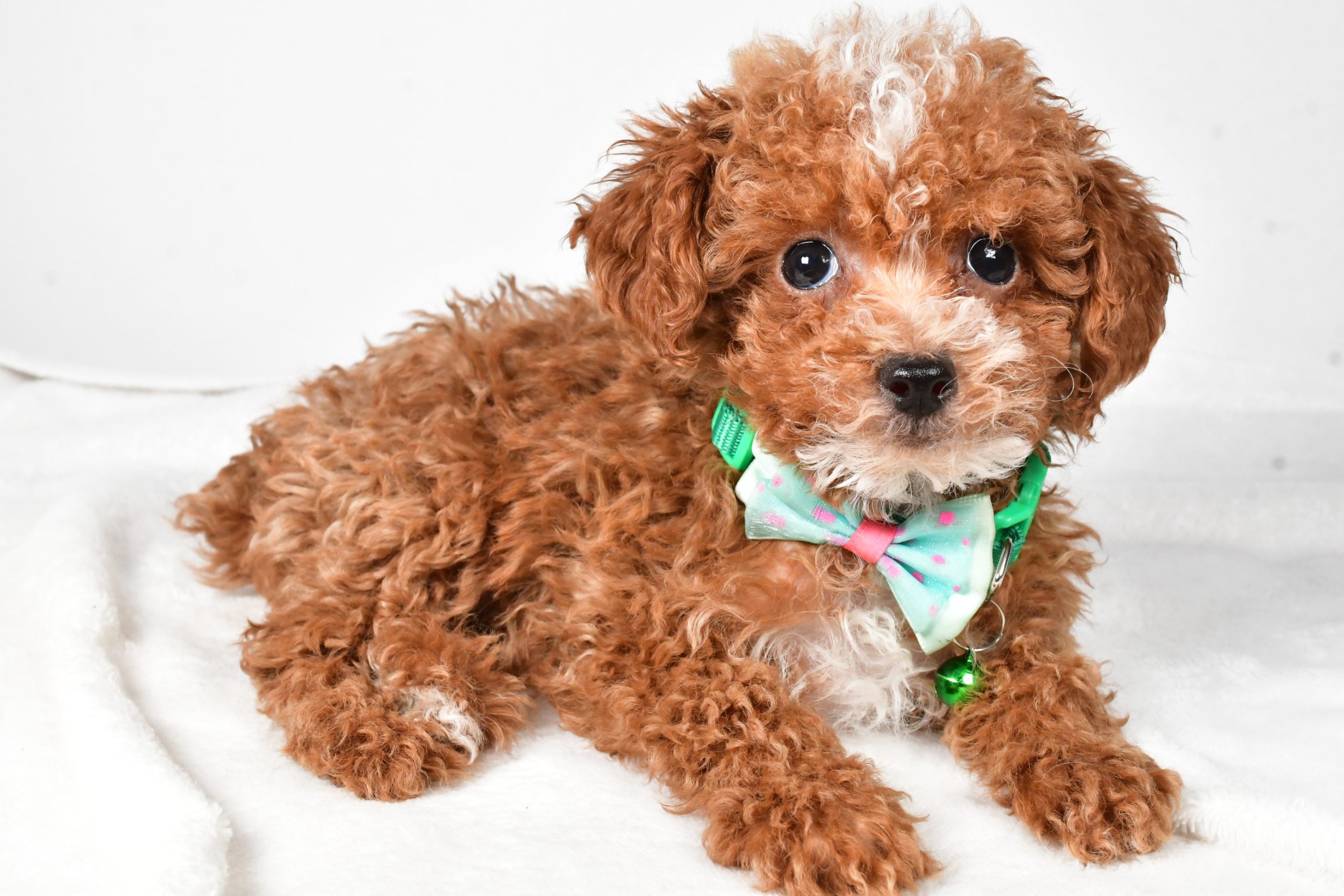 Mr. Eclare The Toy Poodle - Image 6