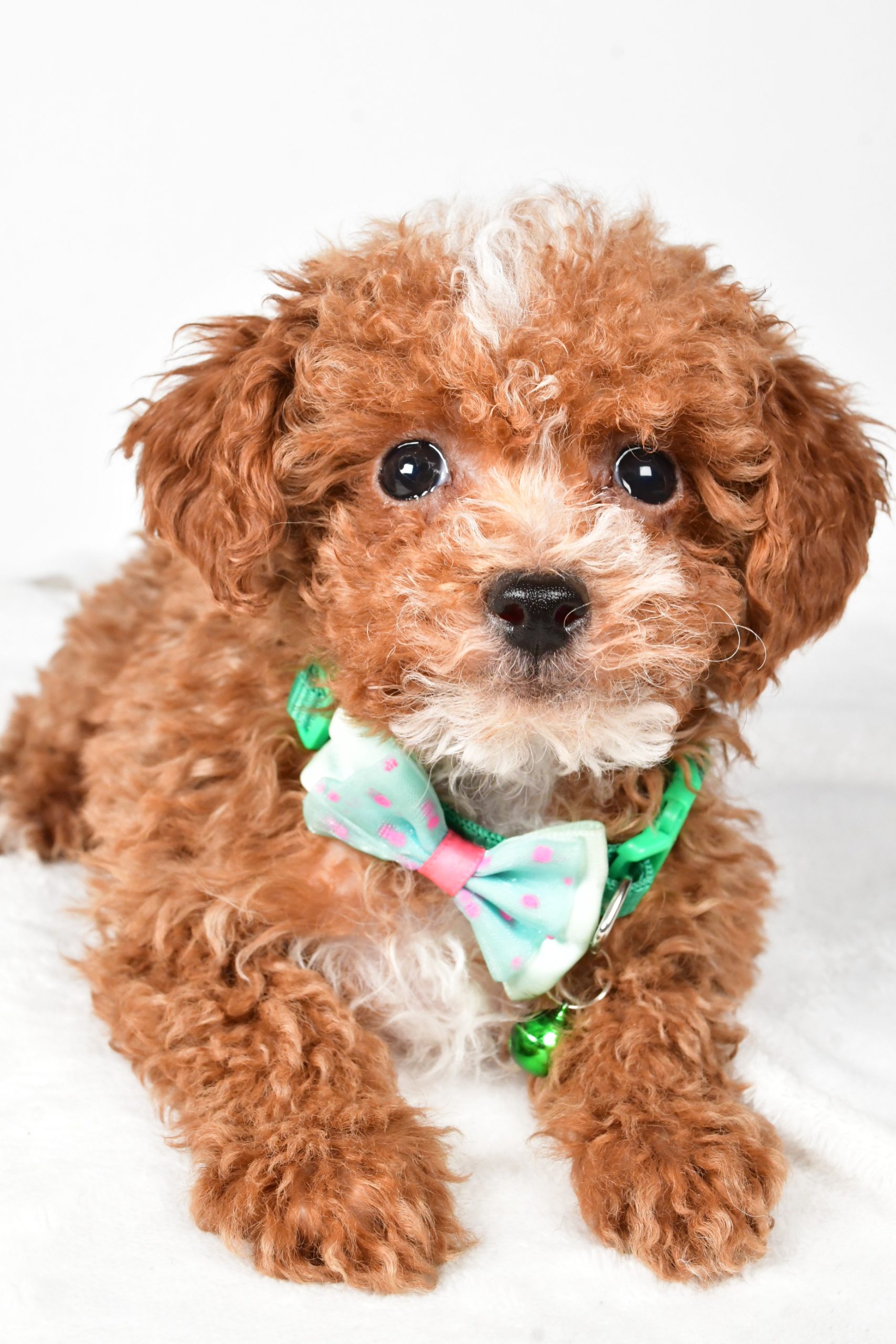 Mr. Eclare The Toy Poodle - Image 4