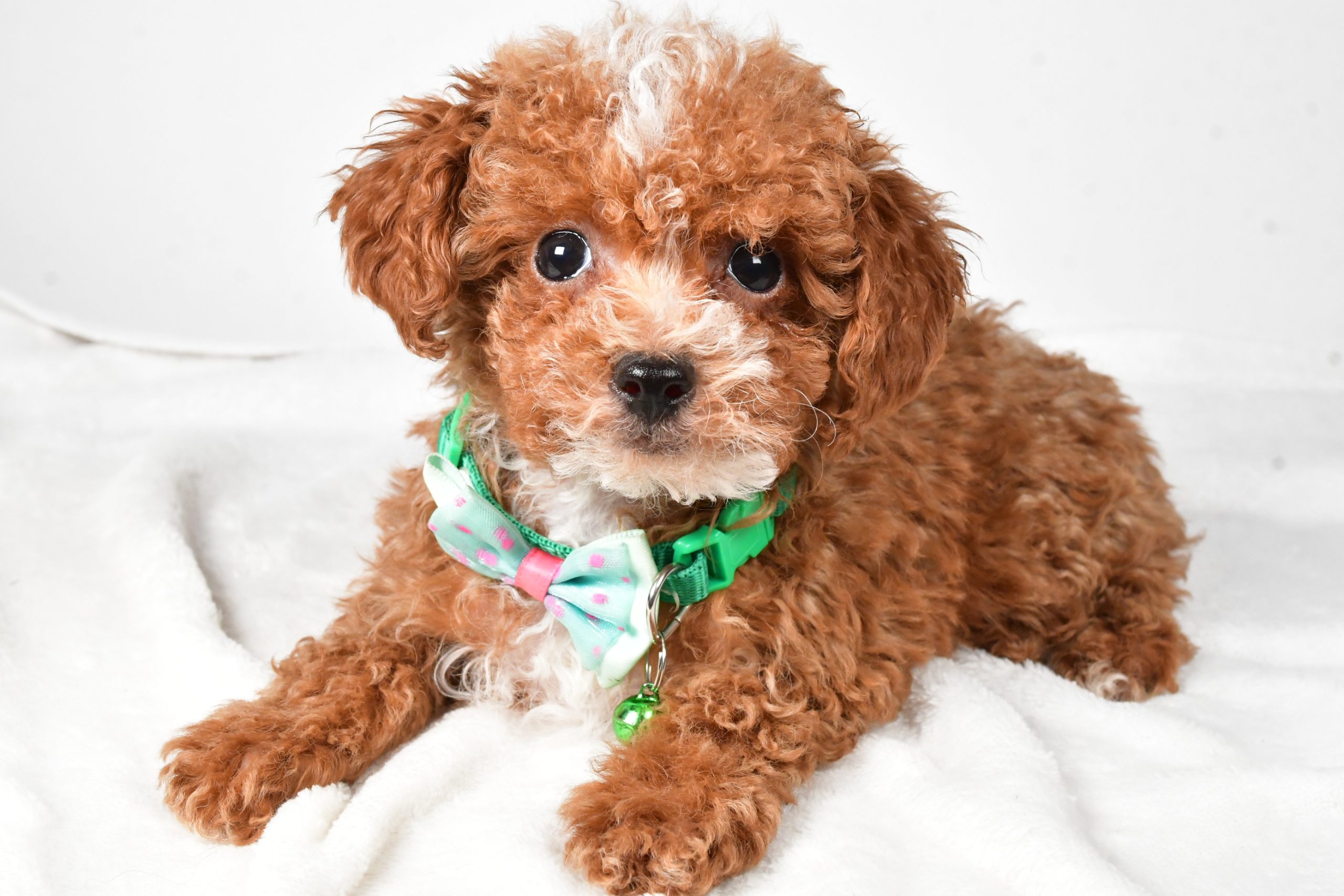 Mr. Eclare The Toy Poodle - Image 7