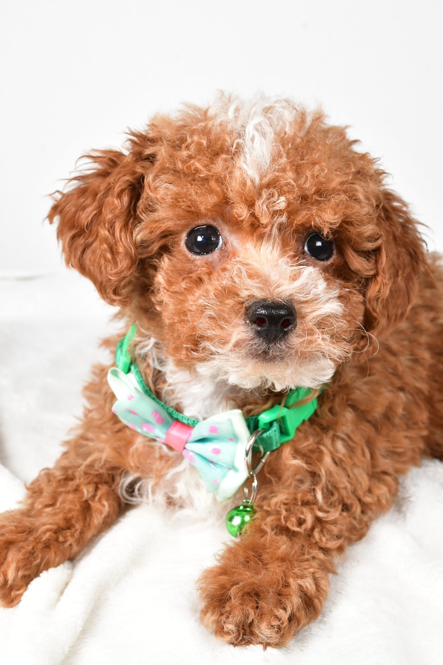 Mr. Eclare The Toy Poodle - Image 3