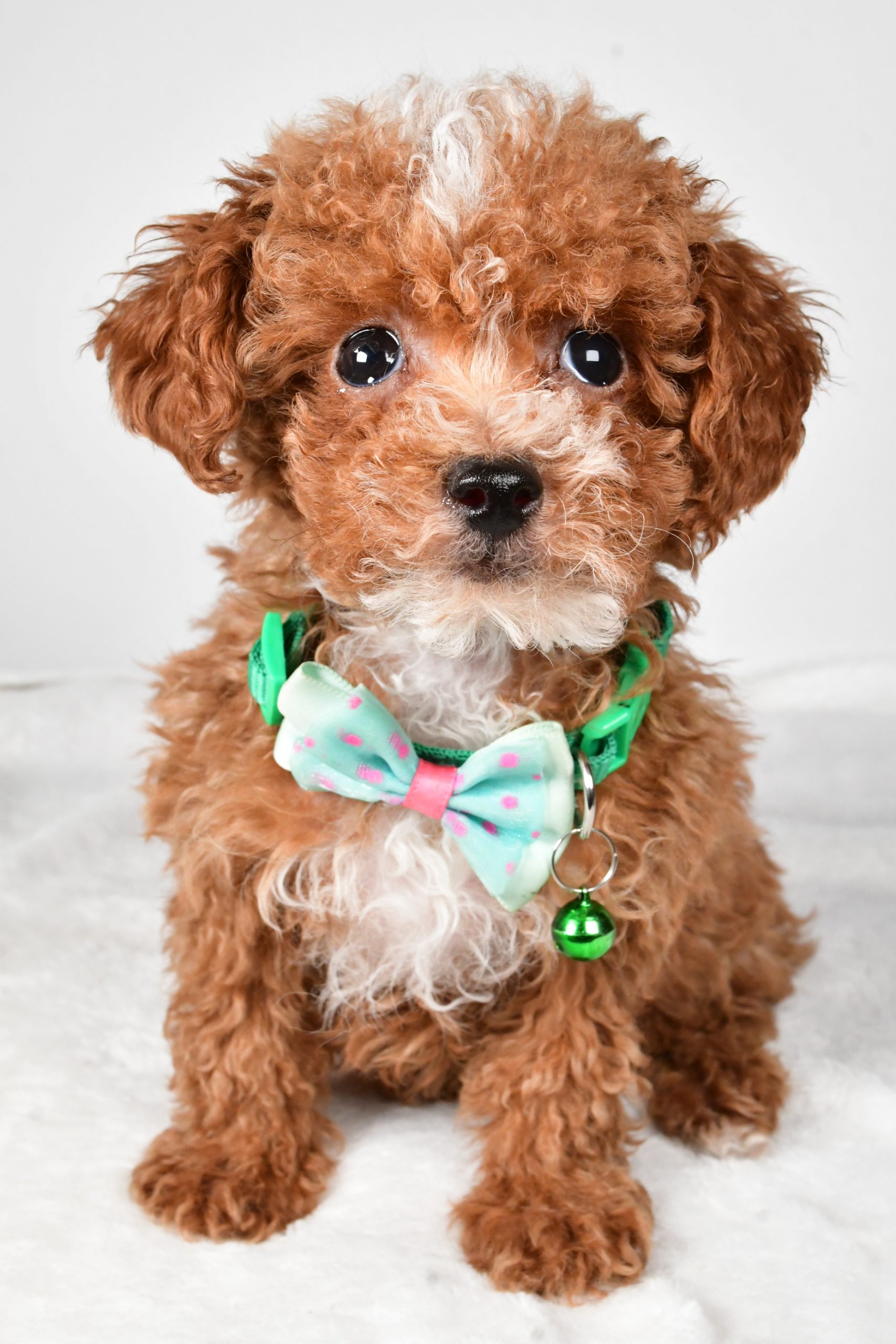 Mr. Eclare The Toy Poodle