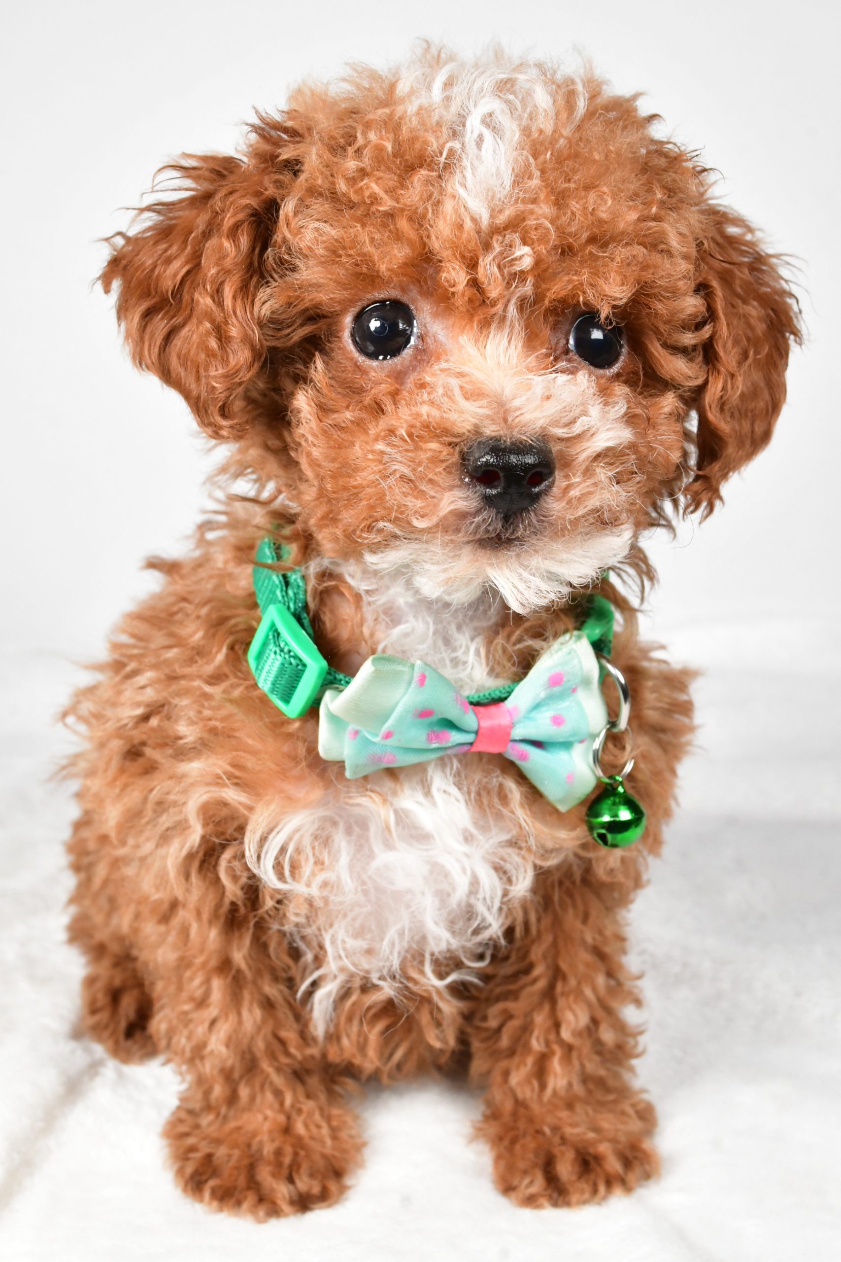 Mr. Eclare The Toy Poodle - Image 2