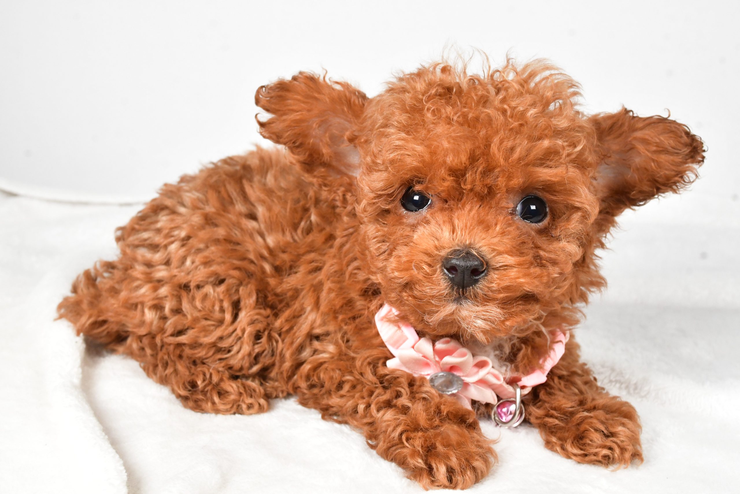 Miss Emmy The Toy Poodle - Image 7