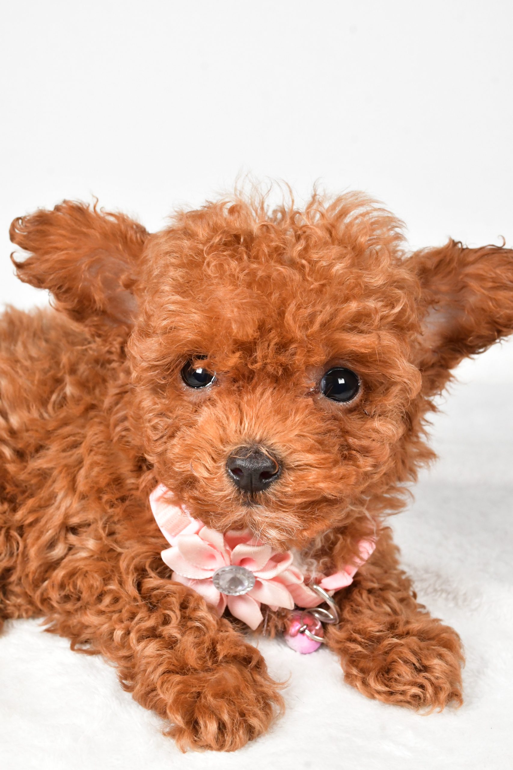 Miss Emmy The Toy Poodle - Image 3