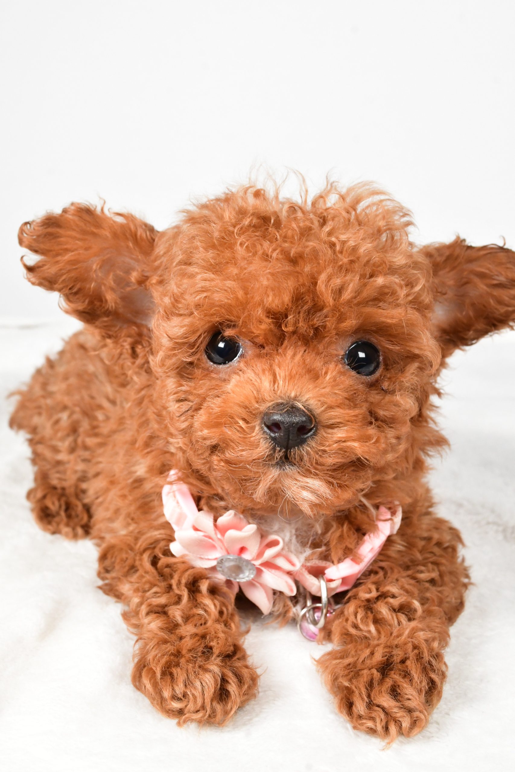 Miss Emmy The Toy Poodle - Image 4