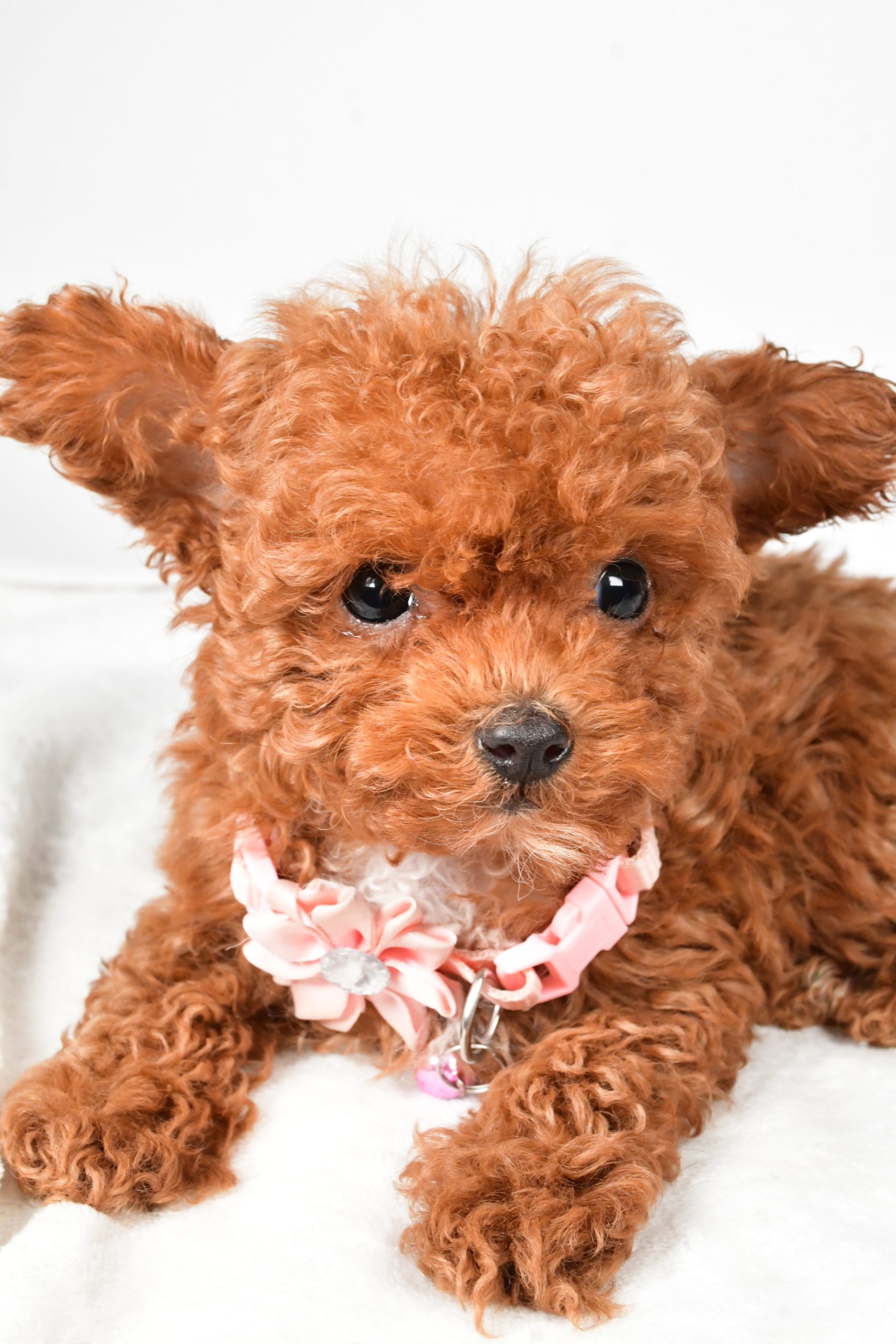 Miss Emmy The Toy Poodle - Image 5