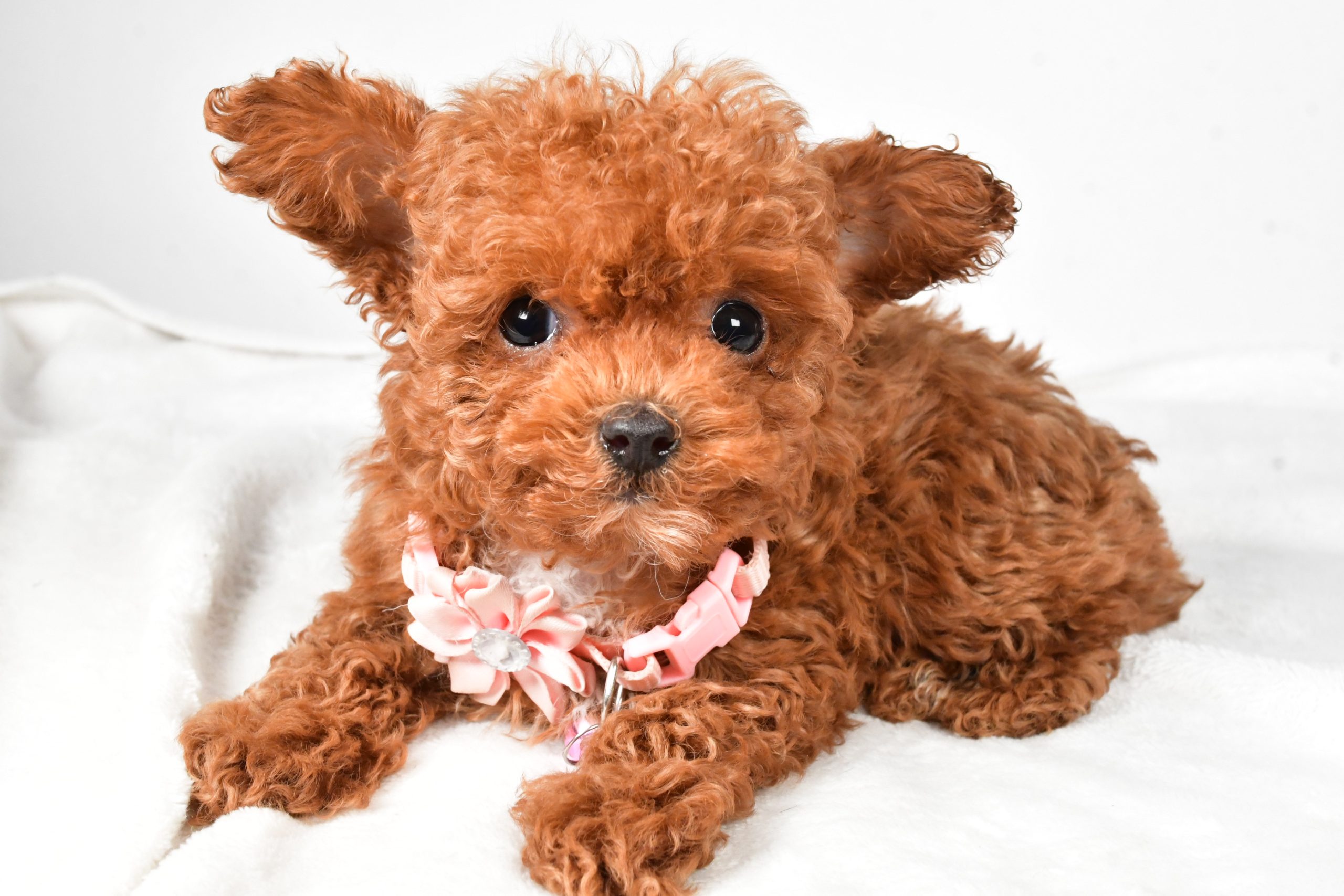 Miss Emmy The Toy Poodle - Image 6