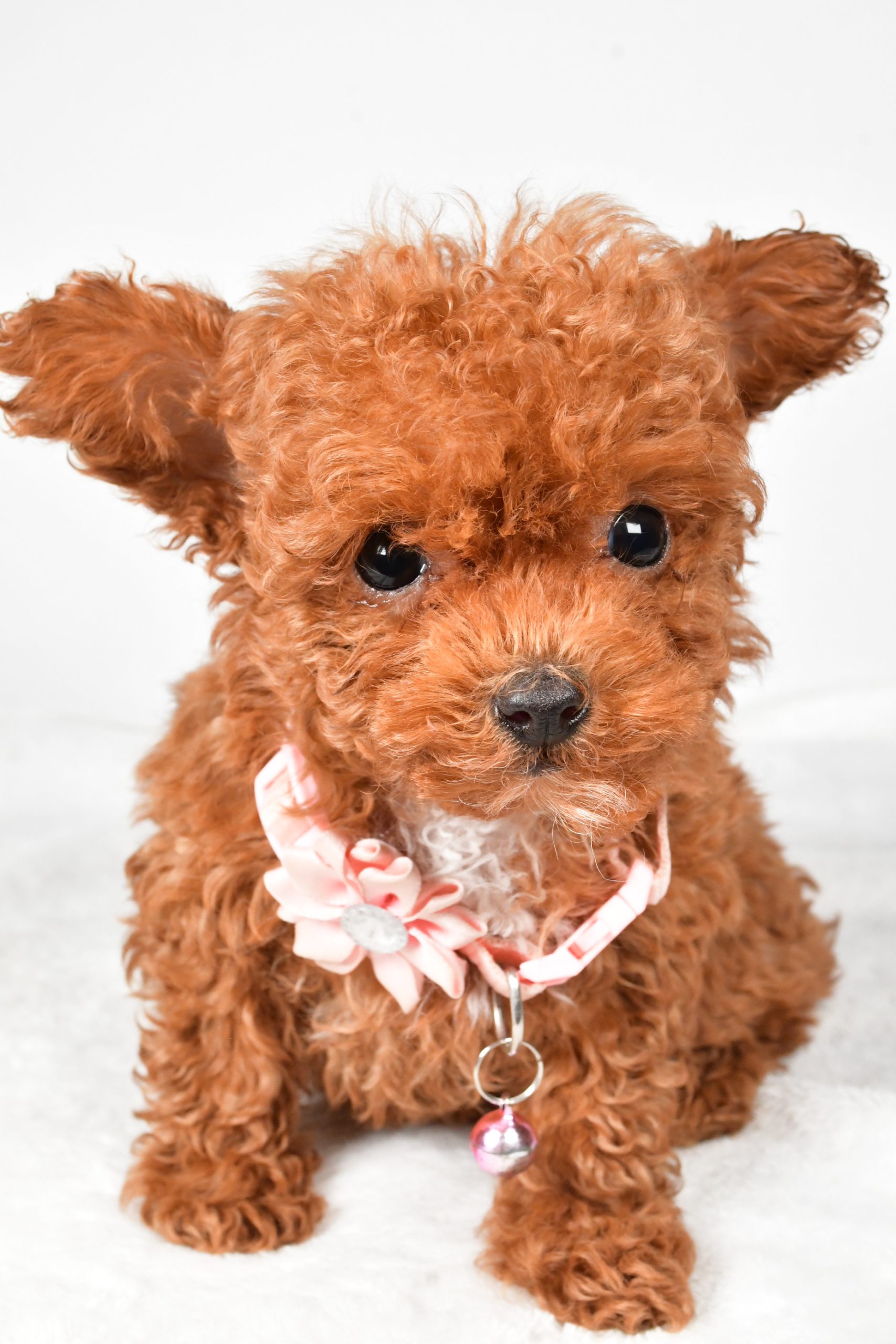 Miss Emmy The Toy Poodle