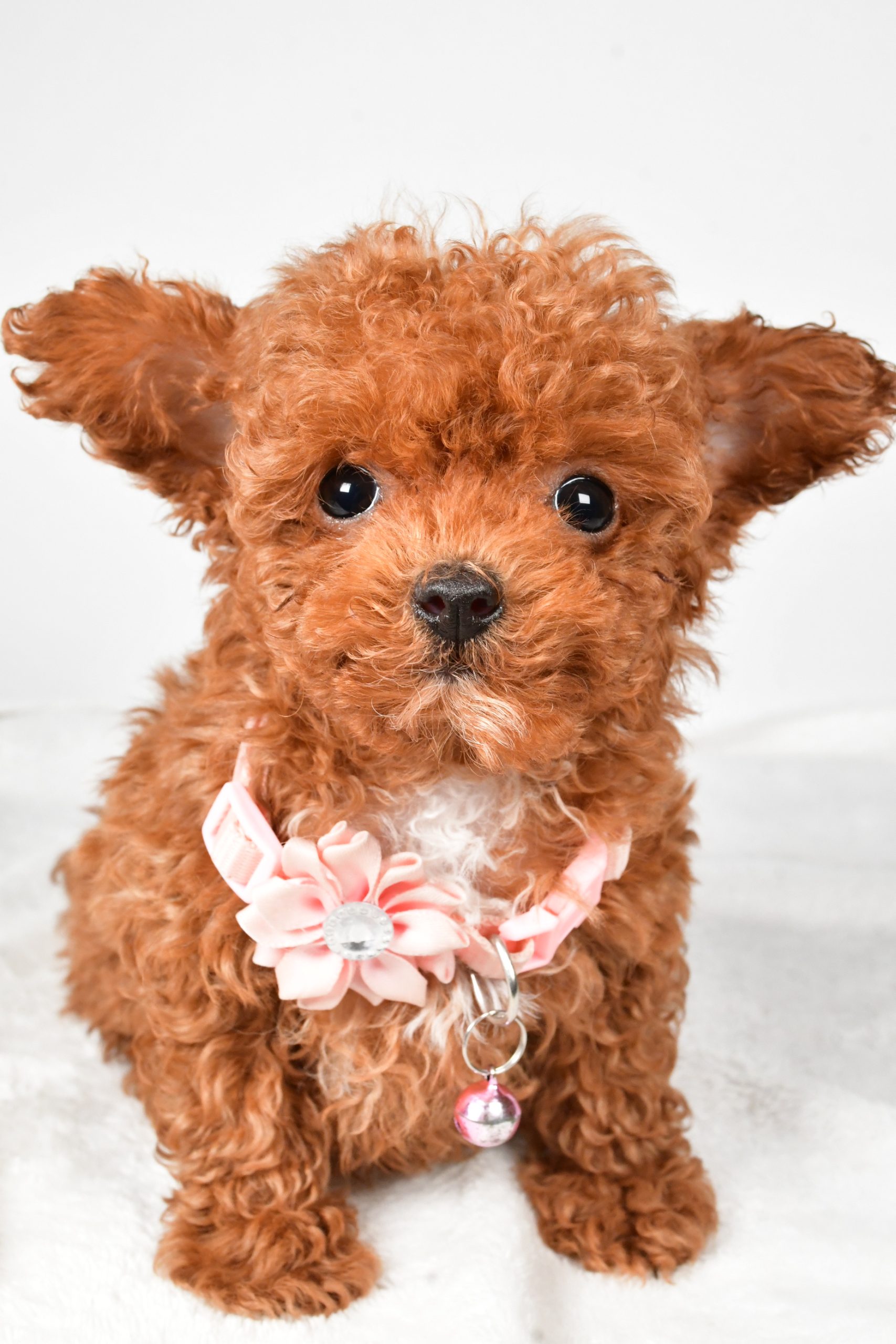 Miss Emmy The Toy Poodle - Image 2