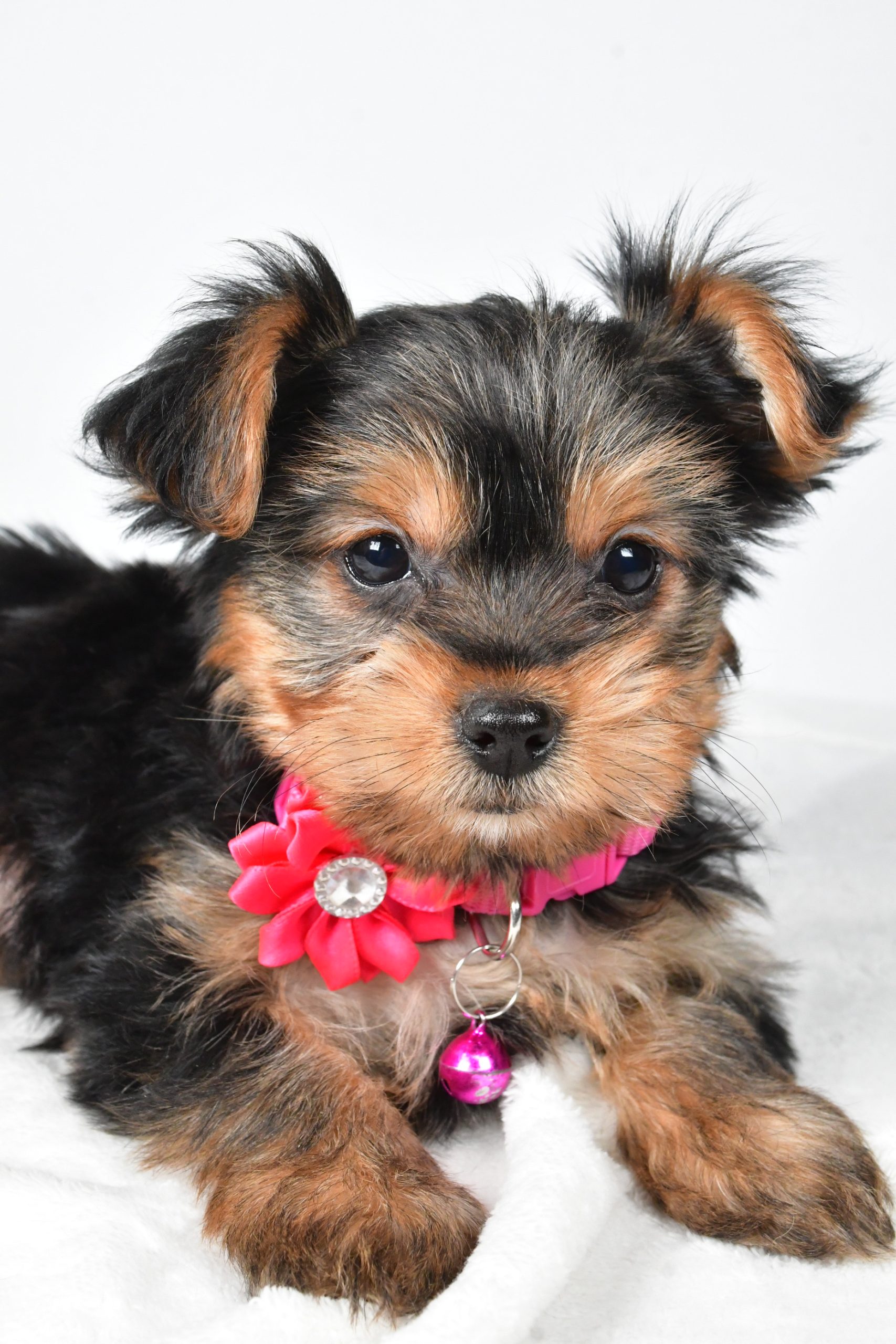 Miss Avery The teacup Yorkshire Terrier - Image 7