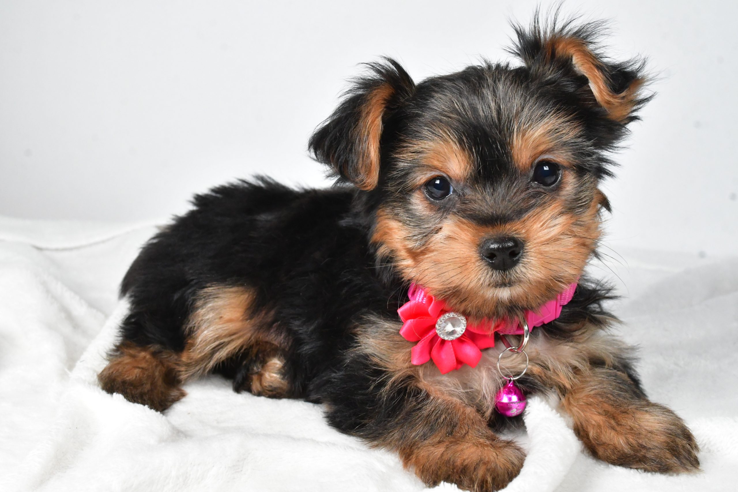 Miss Avery The teacup Yorkshire Terrier - Image 8