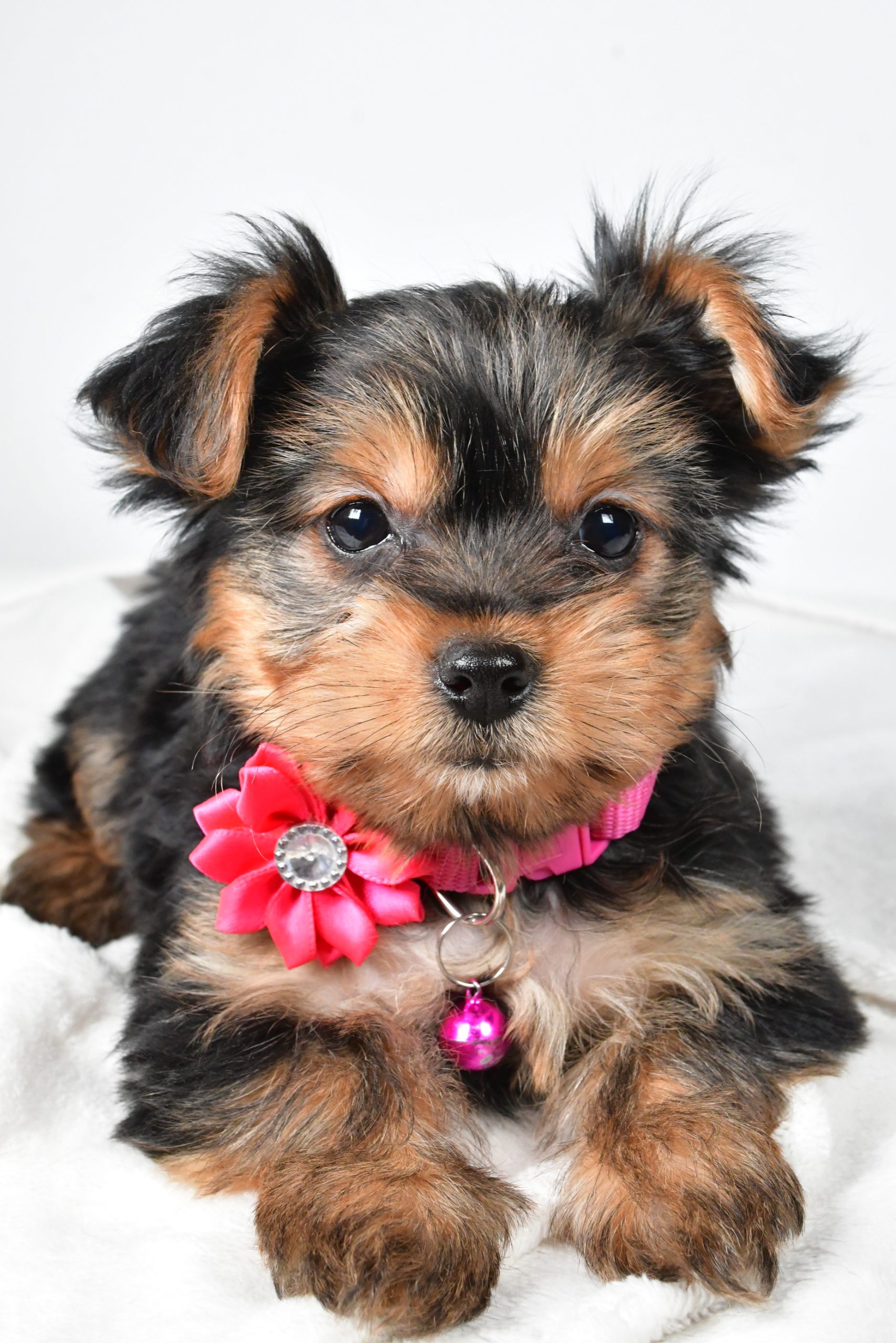 Miss Avery The teacup Yorkshire Terrier - Image 6