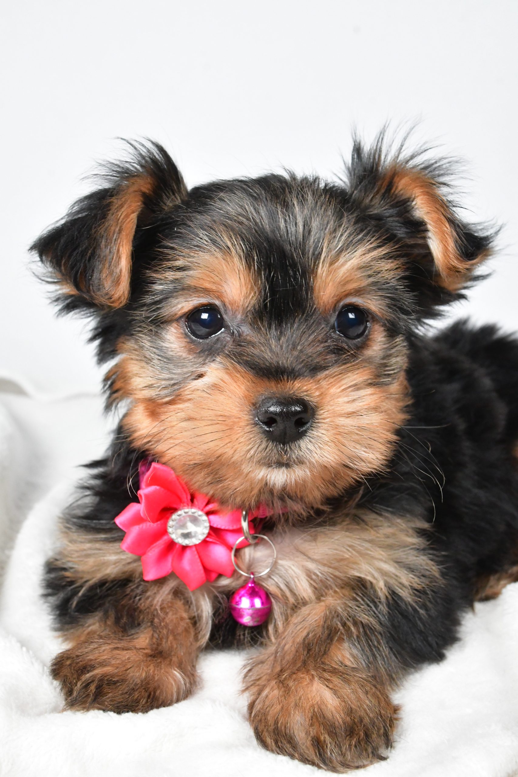 Miss Avery The teacup Yorkshire Terrier - Image 5