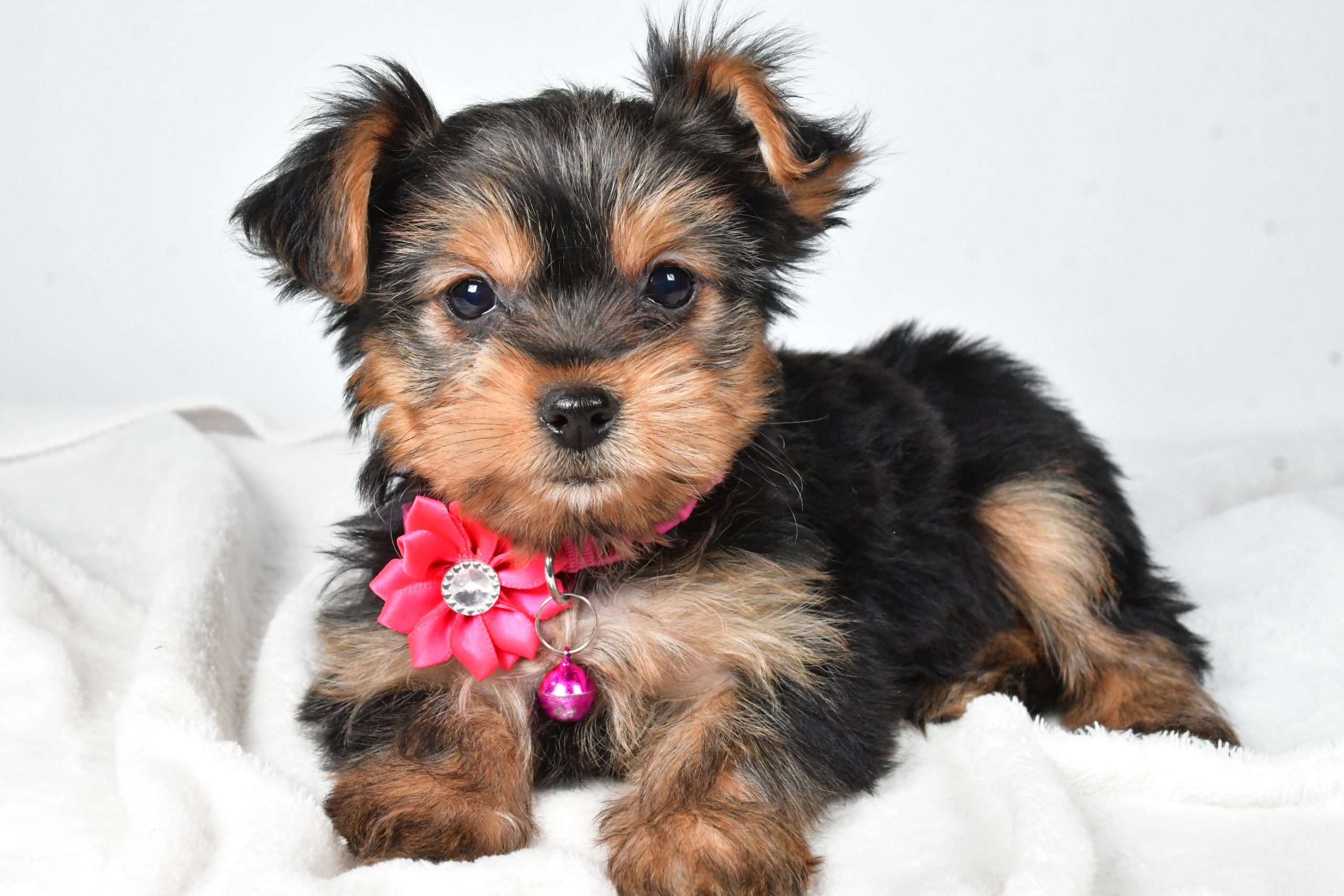 Miss Avery The teacup Yorkshire Terrier - Image 9