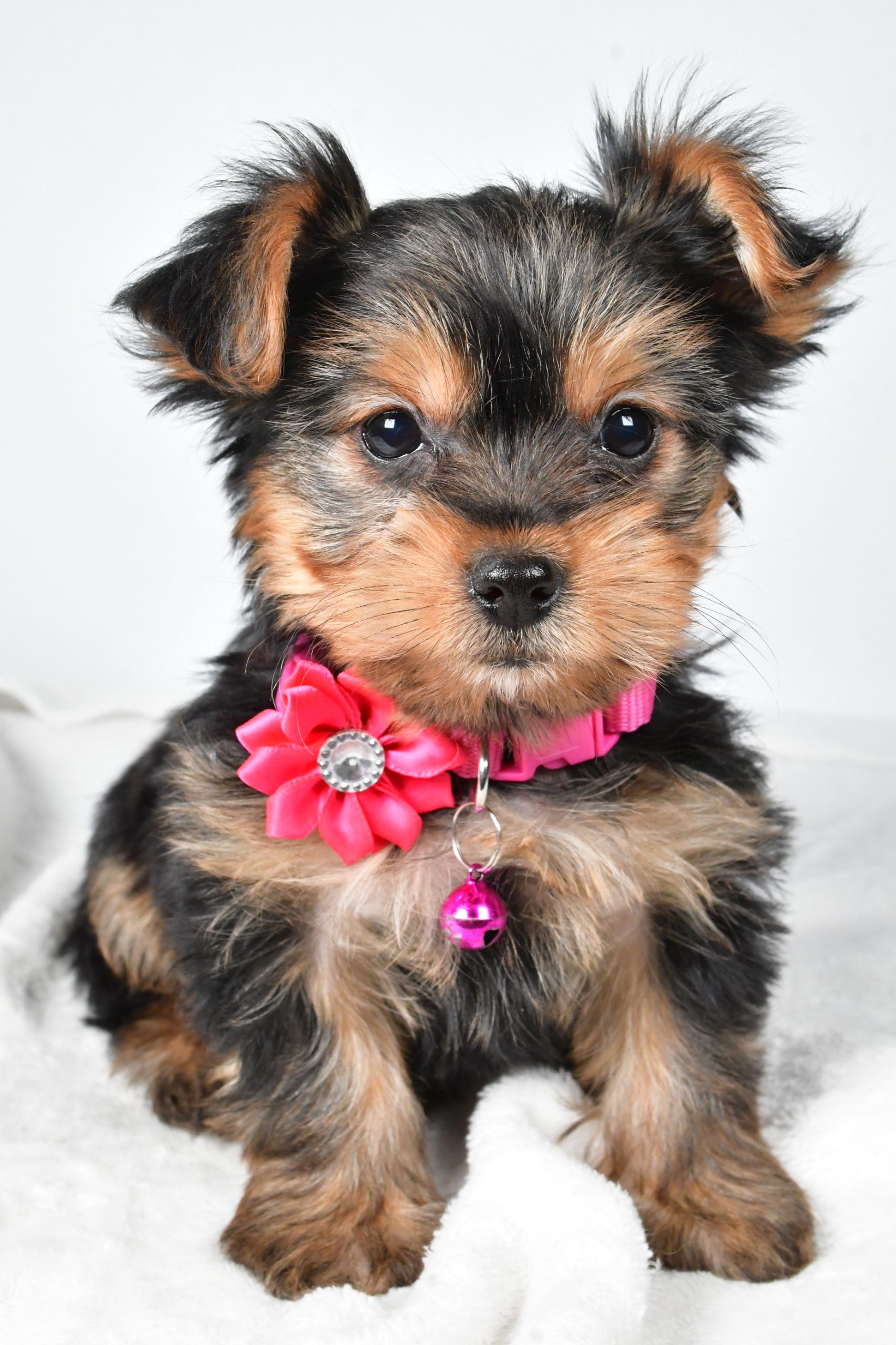 Miss Avery The teacup Yorkshire Terrier - Image 3