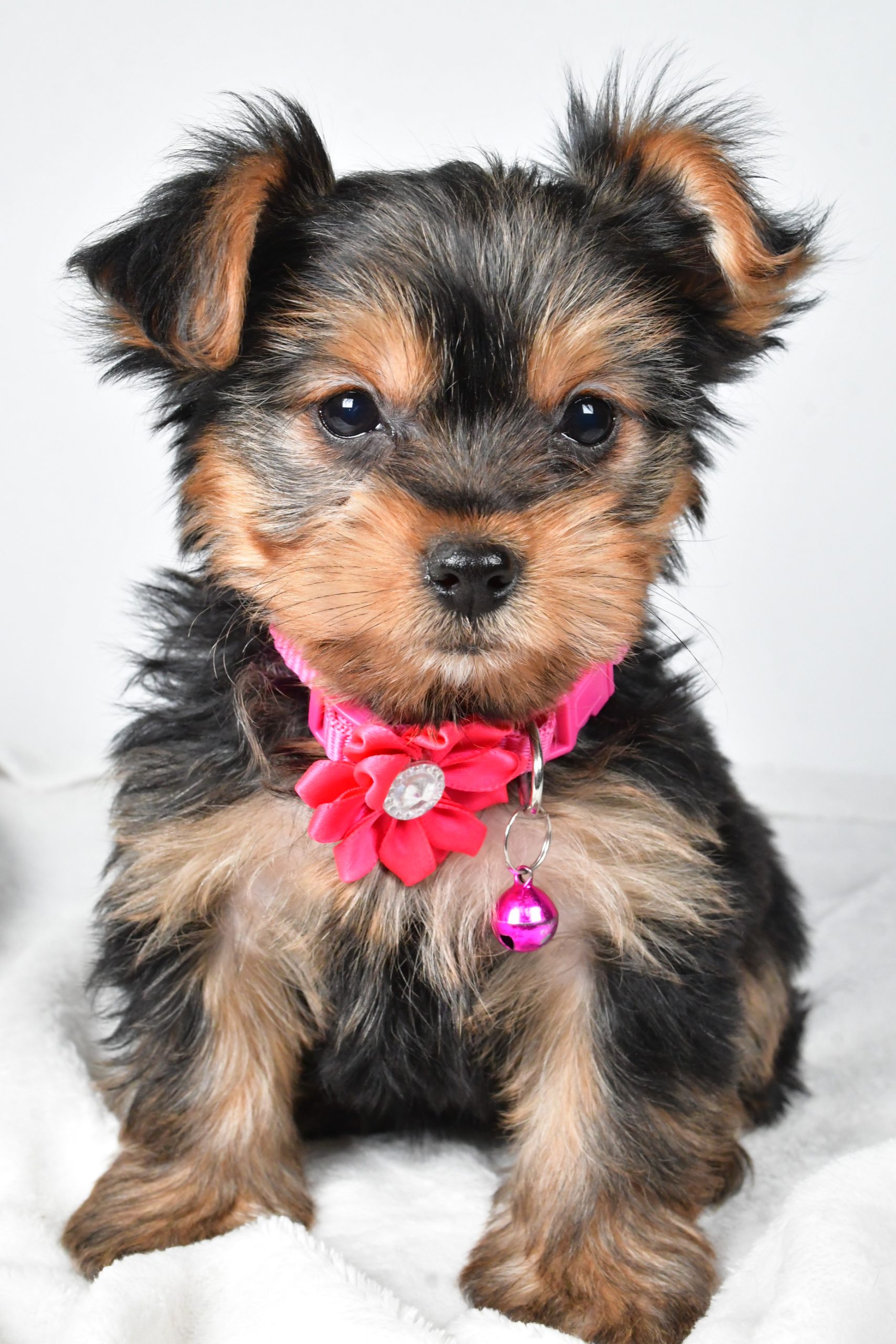 Miss Avery The teacup Yorkshire Terrier - Image 4
