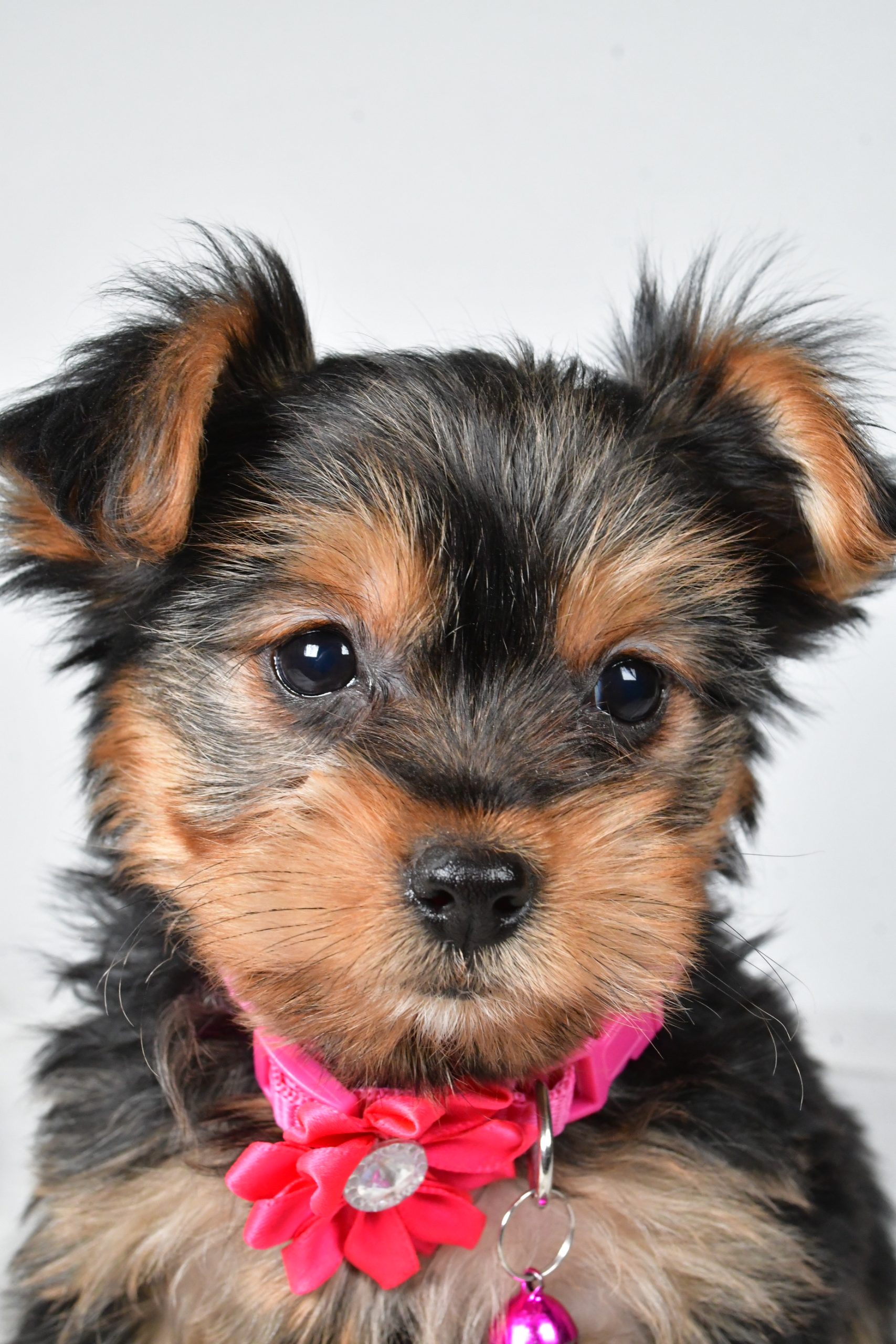Miss Avery The teacup Yorkshire Terrier - Image 2