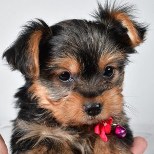 Miss Avery The teacup Yorkshire Terrier