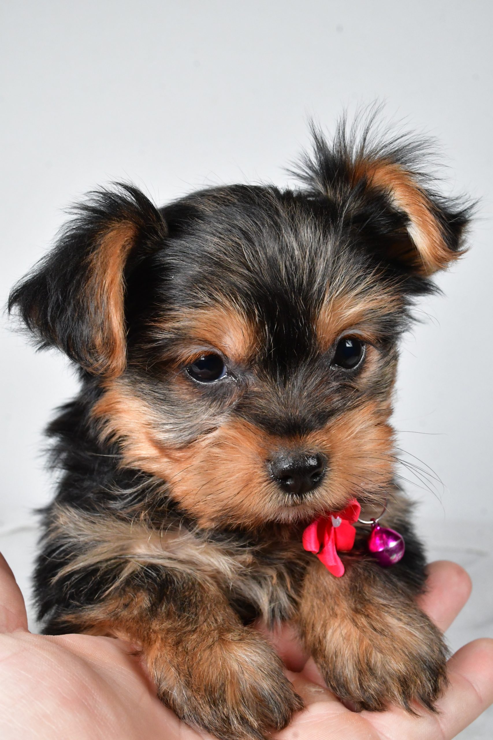 Miss Avery The teacup Yorkshire Terrier