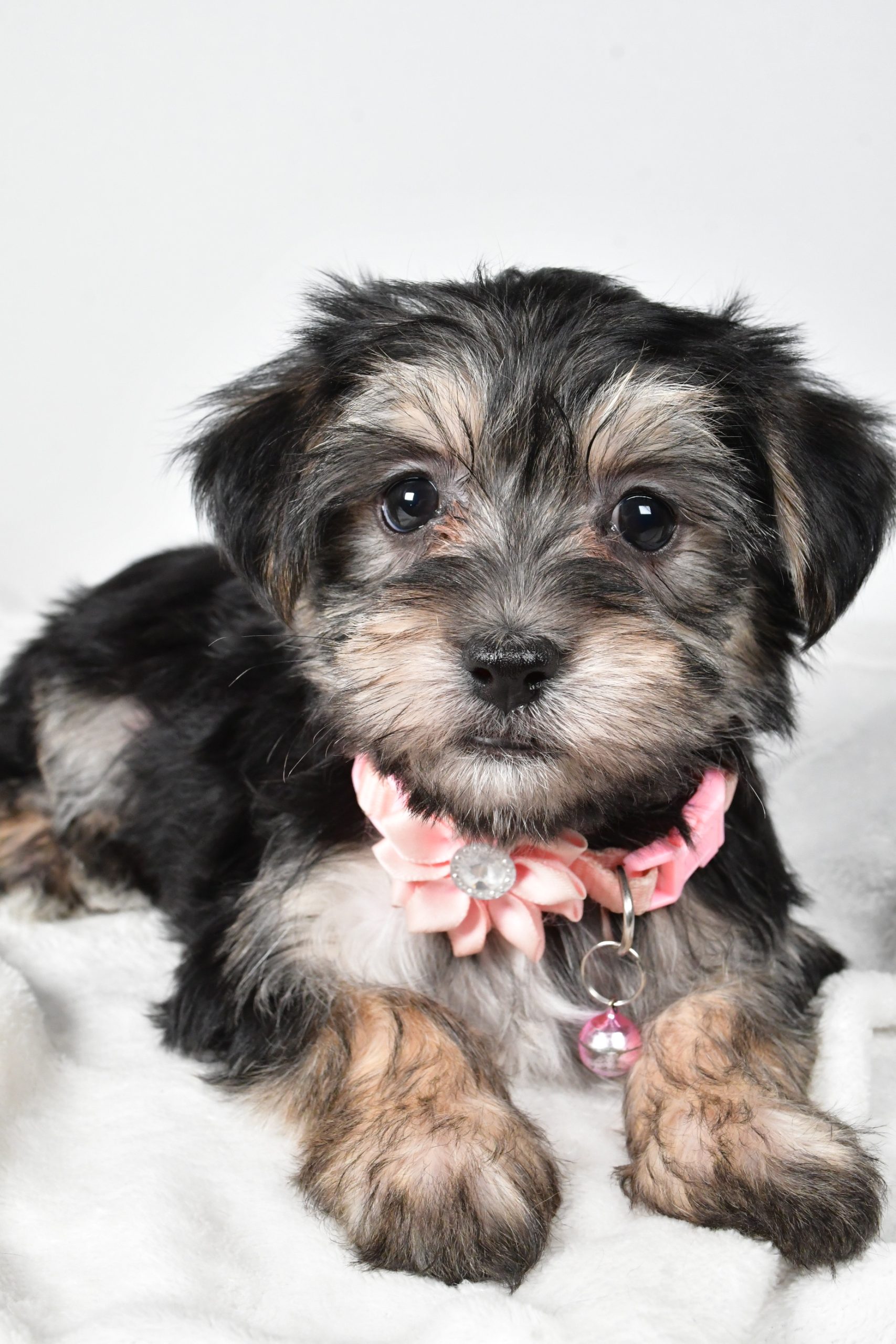 Miss Diane The Morkie - Image 5