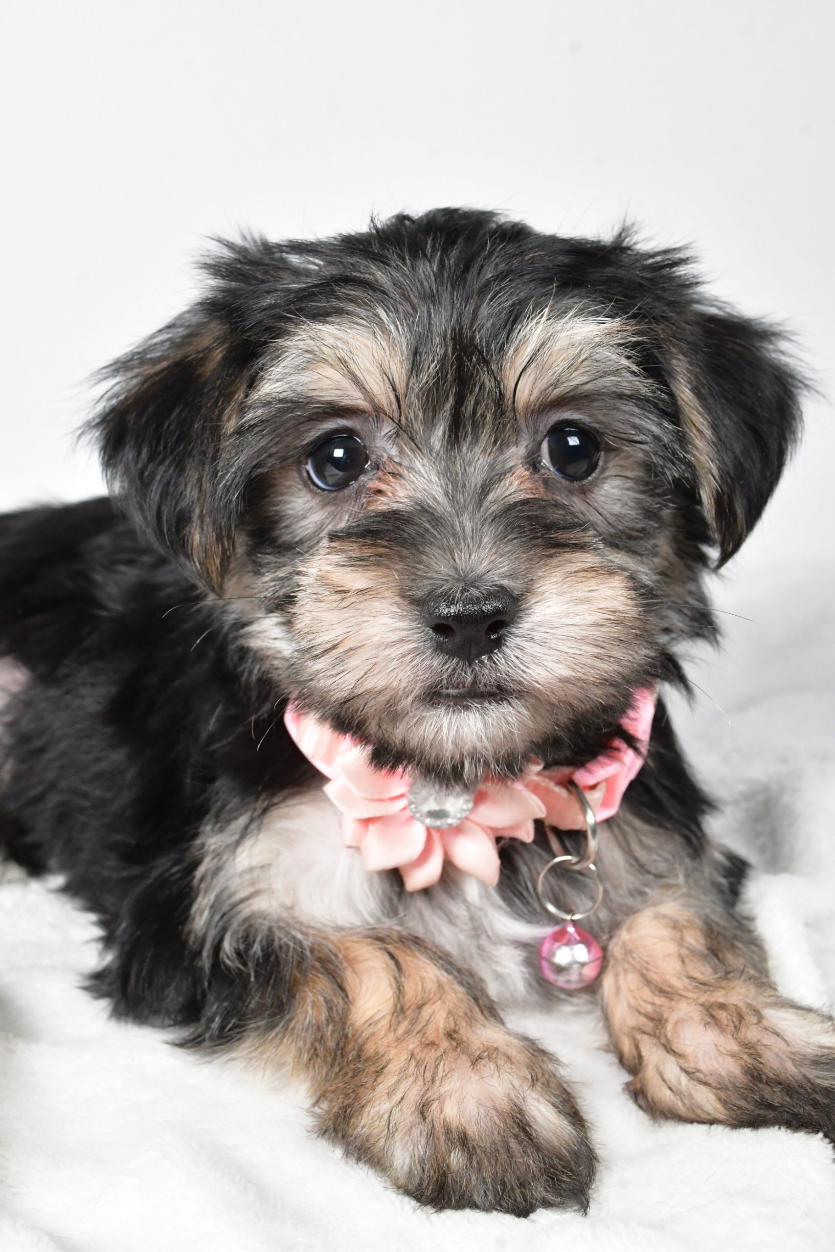 Miss Diane The Morkie - Image 6