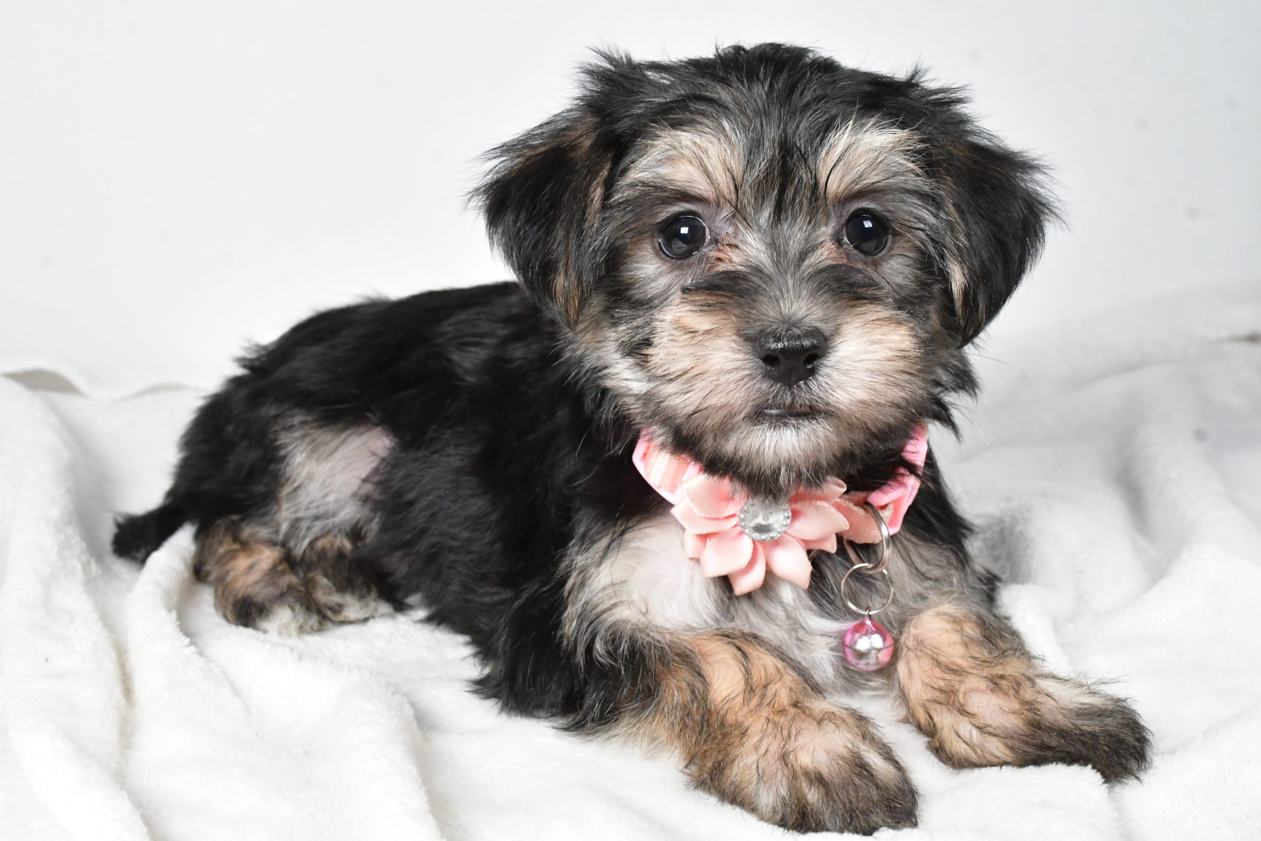 Miss Diane The Morkie - Image 7
