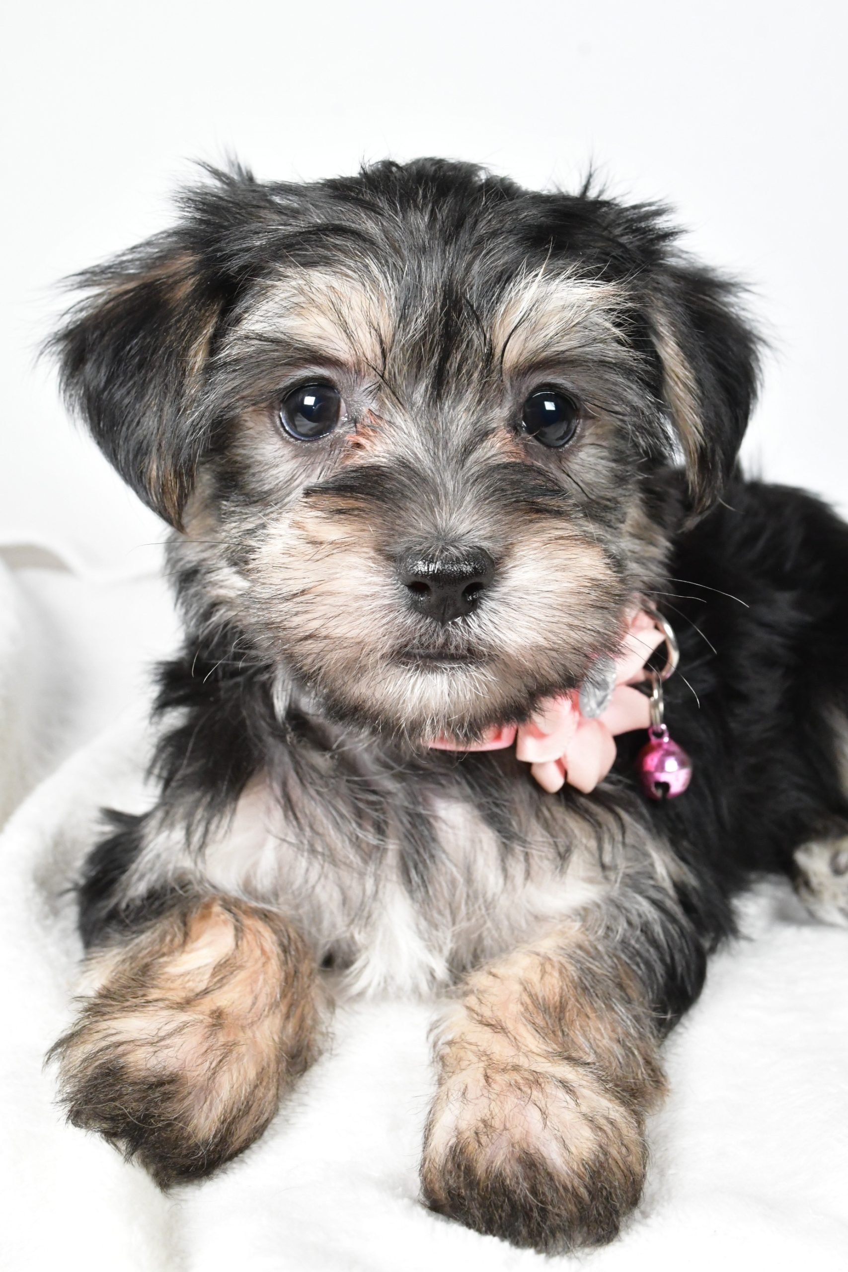 Miss Diane The Morkie - Image 4