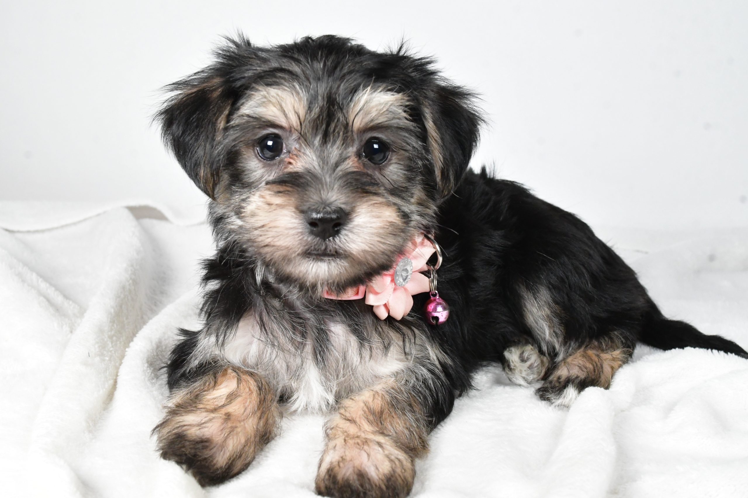Miss Diane The Morkie - Image 8