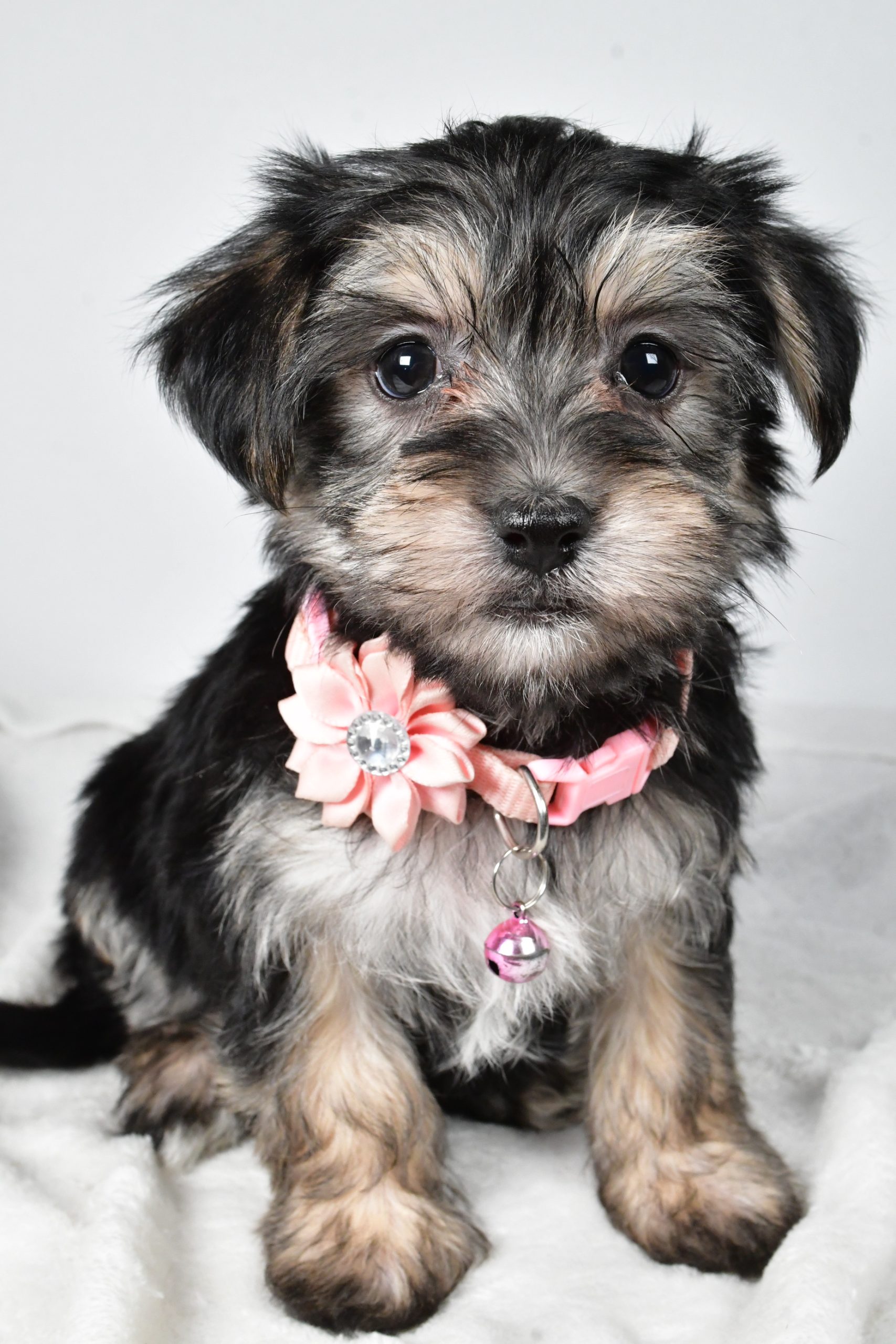 Miss Diane The Morkie - Image 2