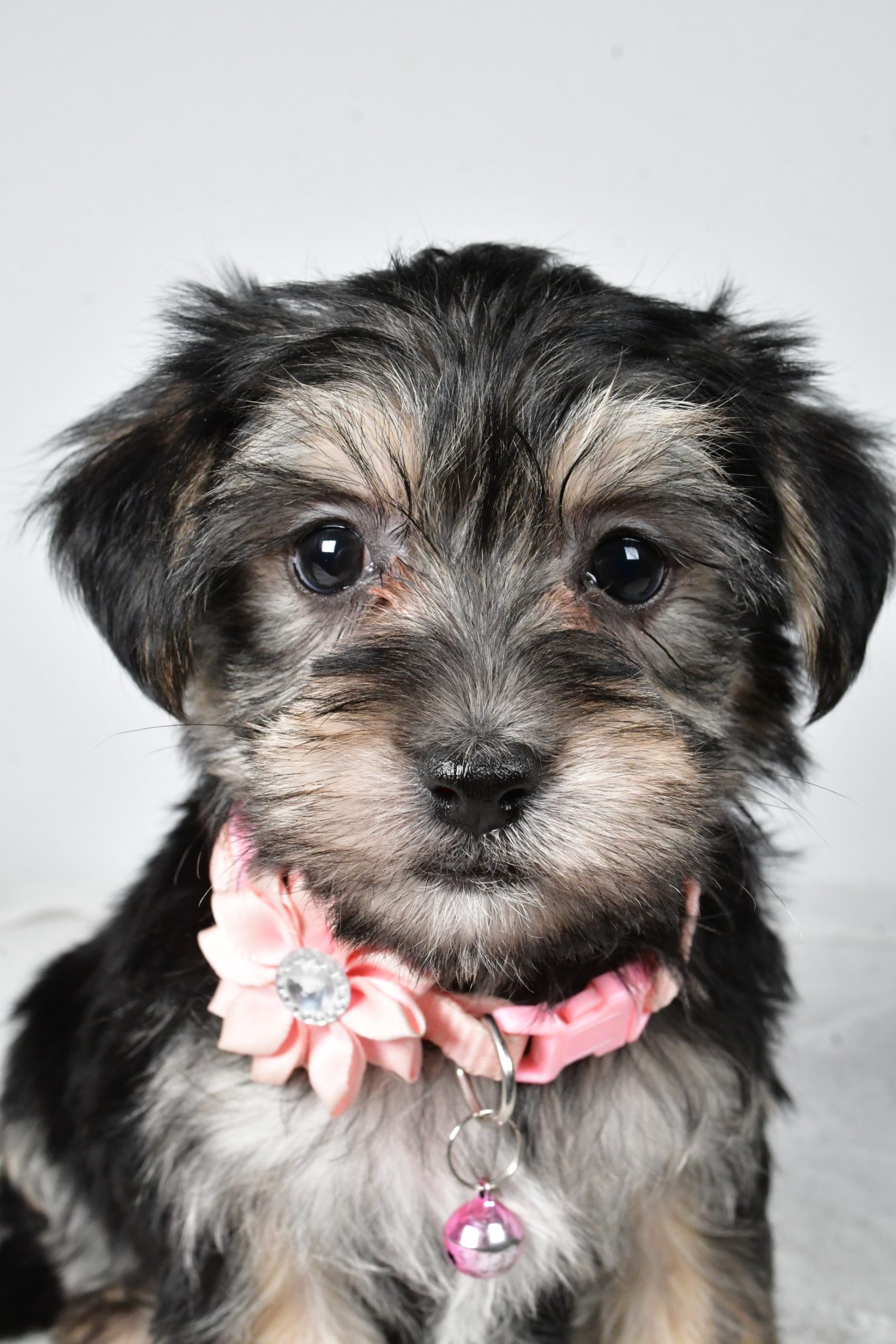 Miss Diane The Morkie - Image 3
