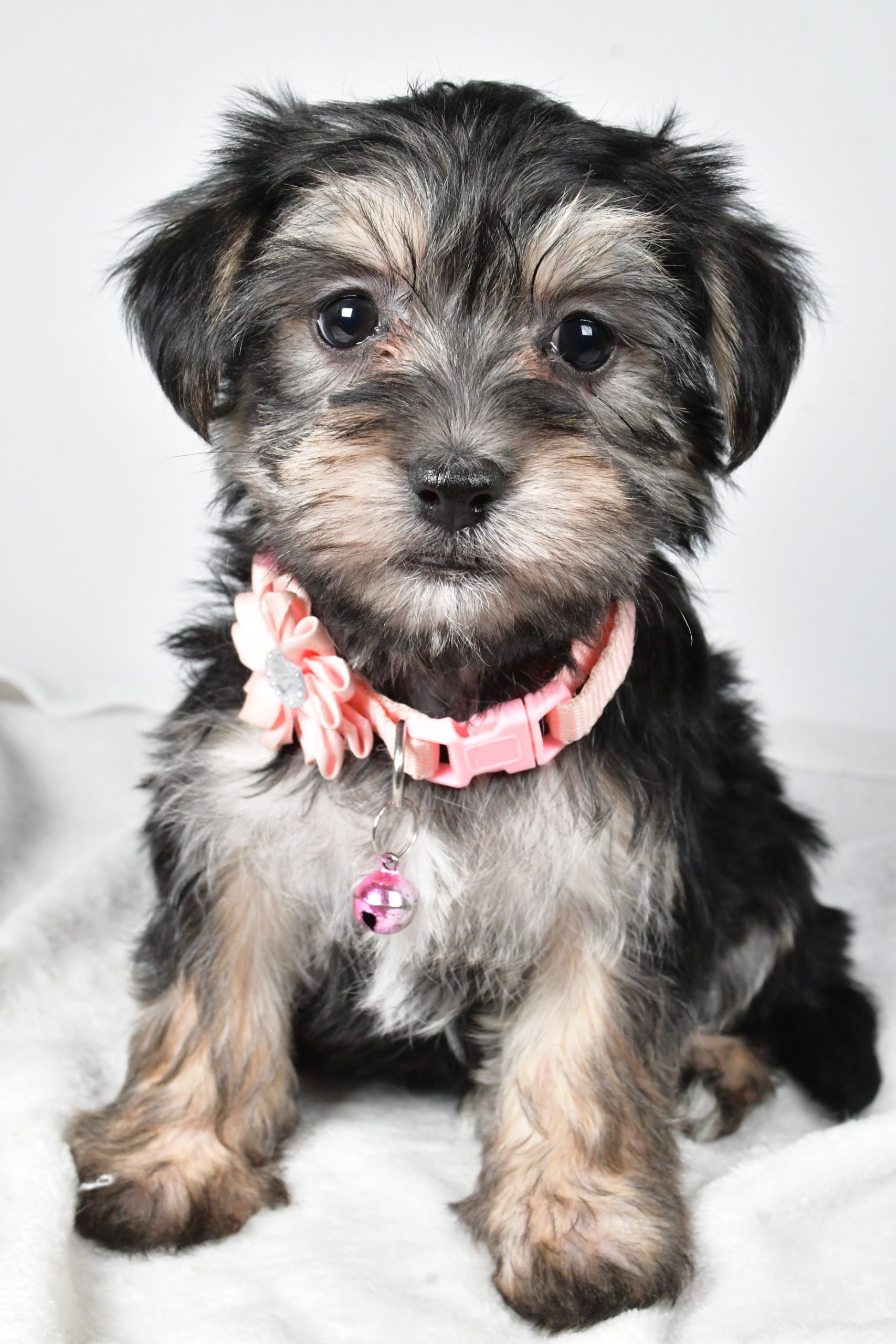 Miss Diane The Morkie